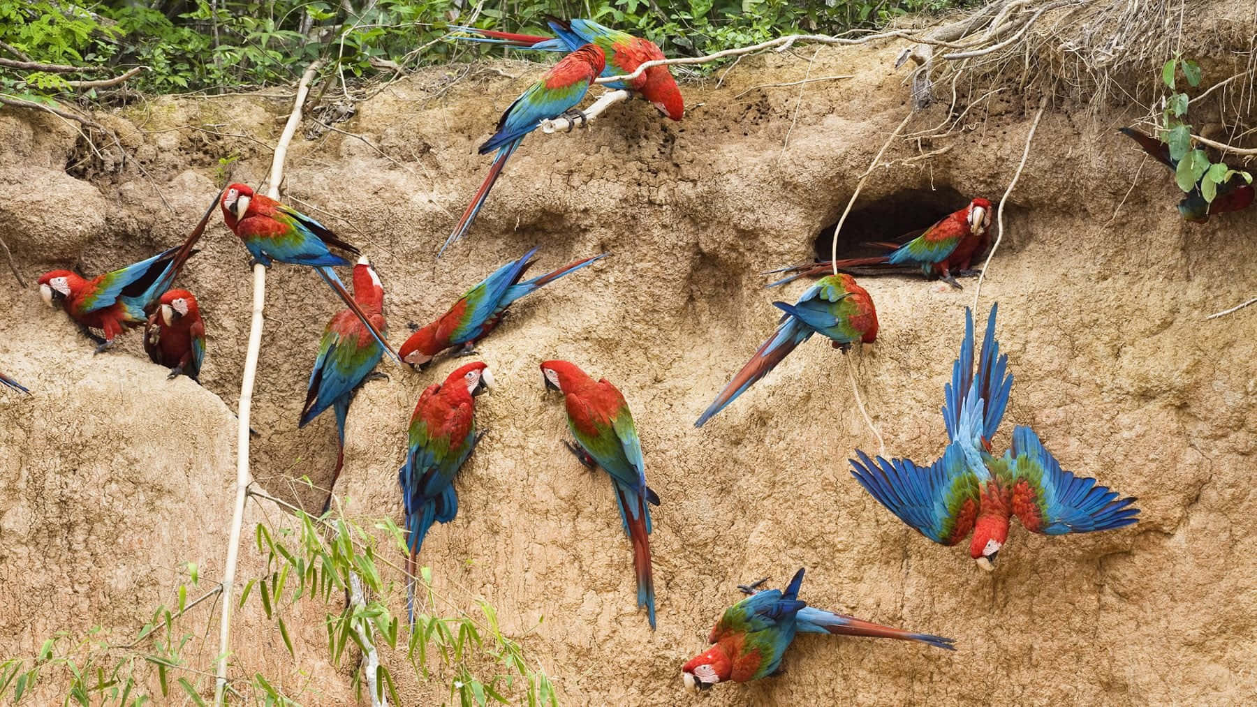 parrot 桌布 壁紙 — 鮮豔的紅色、藍色和綠色金剛鸚鵡棲息並飛翔在一個被茂密綠色植物環繞的沙質懸崖周圍。
