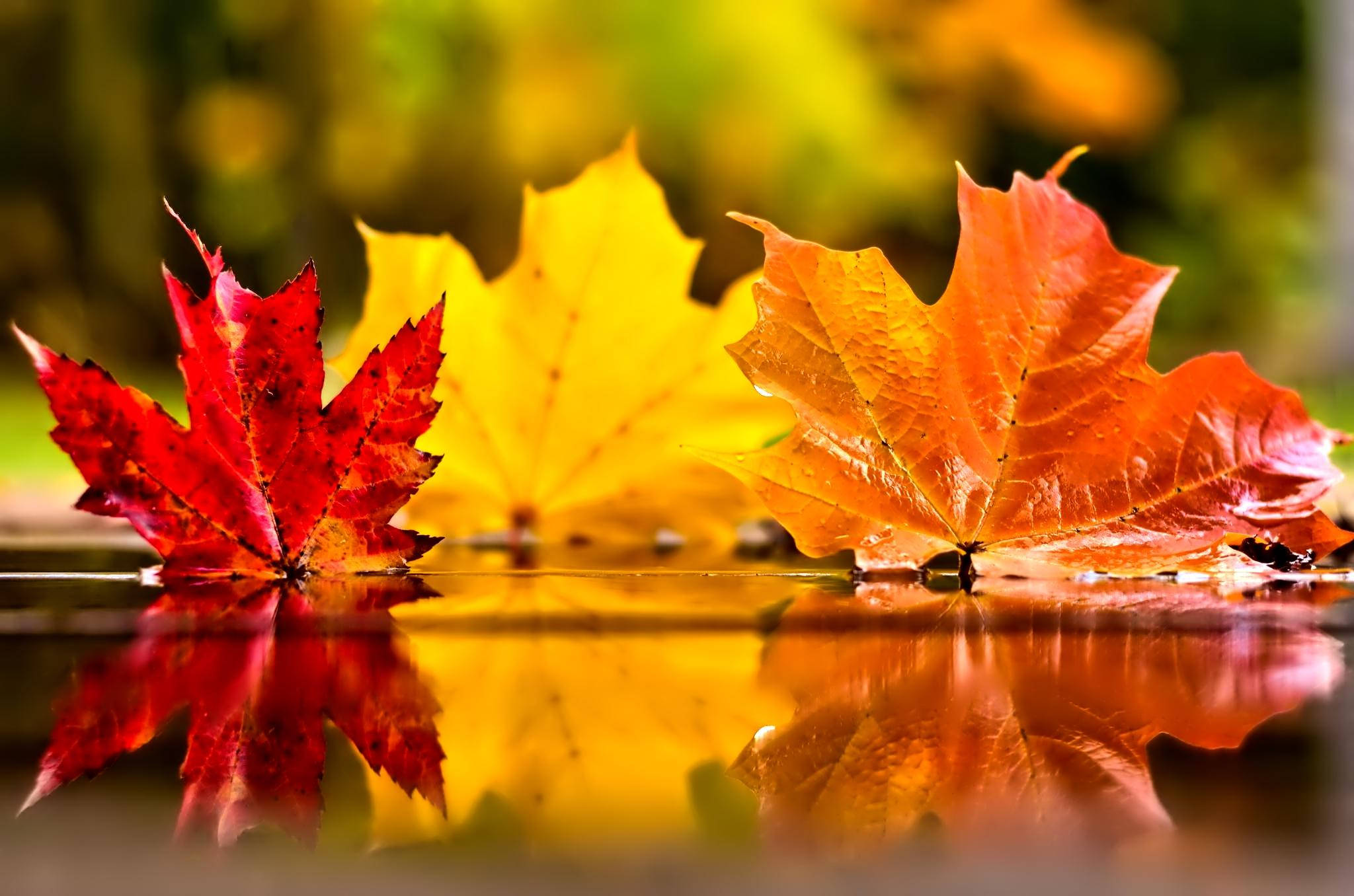 十一月 桌布 壁紙 — 鮮豔的紅色、黃色和橙色楓葉漂浮在平靜的水面上，在柔和模糊的秋季背景下形成完美的鏡面倒影。