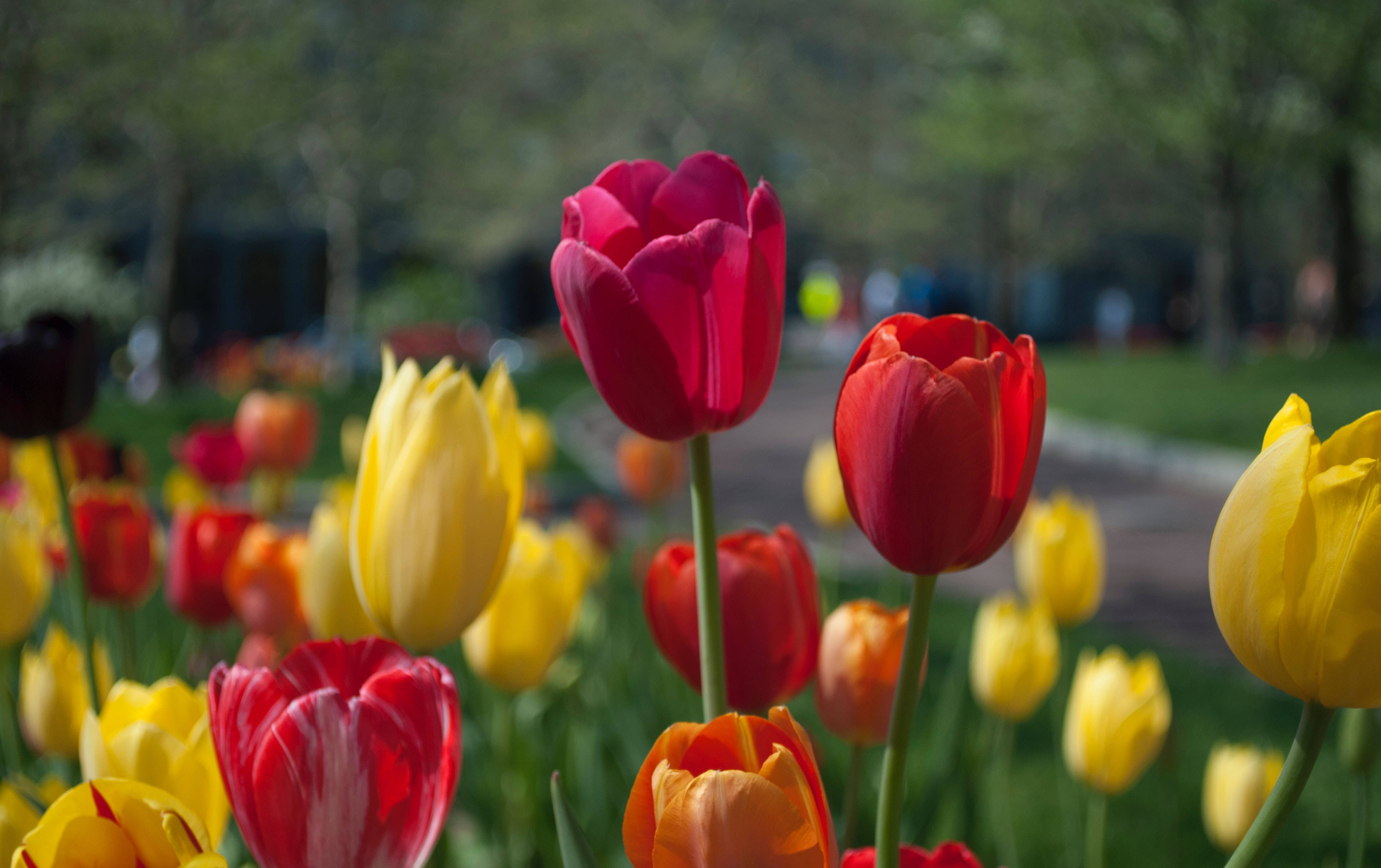 Flowers 桌布 壁紙 — 鮮豔的紅色、黃色和橙色鬱金香在陽光明媚的花園中盛開，背景是柔和模糊的綠色樹木。