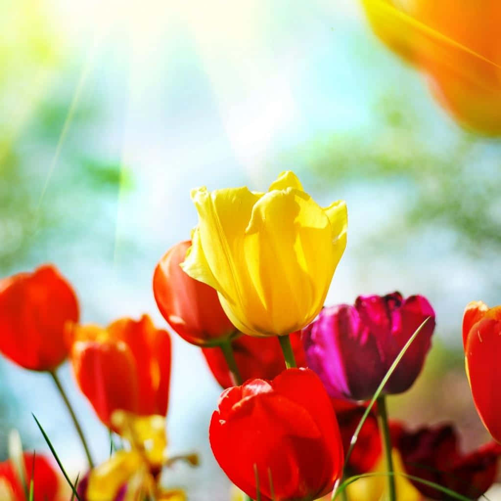 Spring Laptop 桌布 壁紙 — 鮮豔的紅色、黃色和洋紅色鬱金香在明亮的陽光下盛開，背景柔和散景。