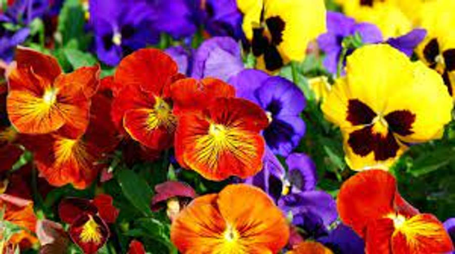 Pansy 桌布 壁紙 — 鮮豔的紅色、黃色和紫色三色堇密集盛開，帶有複雜的黃色中心和深色斑紋。