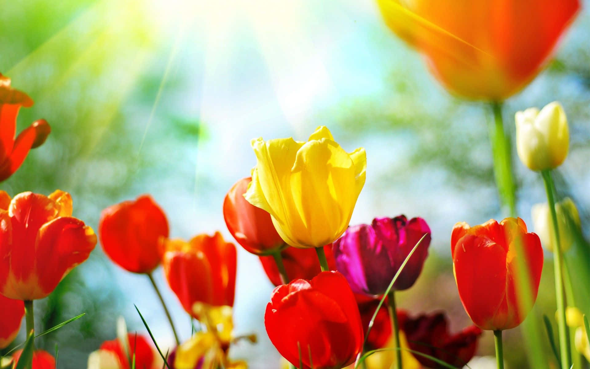 Spring Flowers Desktop 桌布 壁紙 — 鮮豔的紅色、黃色和紫色鬱金香在明亮的陽光下盛開，背景是柔和的綠色。