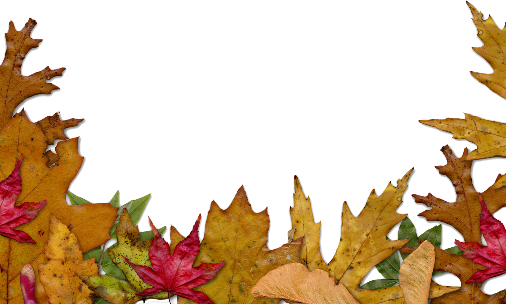 Leaf Border 桌布 壁紙 — 鮮豔的紅色、黃色和綠色秋葉，以清晰的邊緣和自然紋理框住黑色背景。
