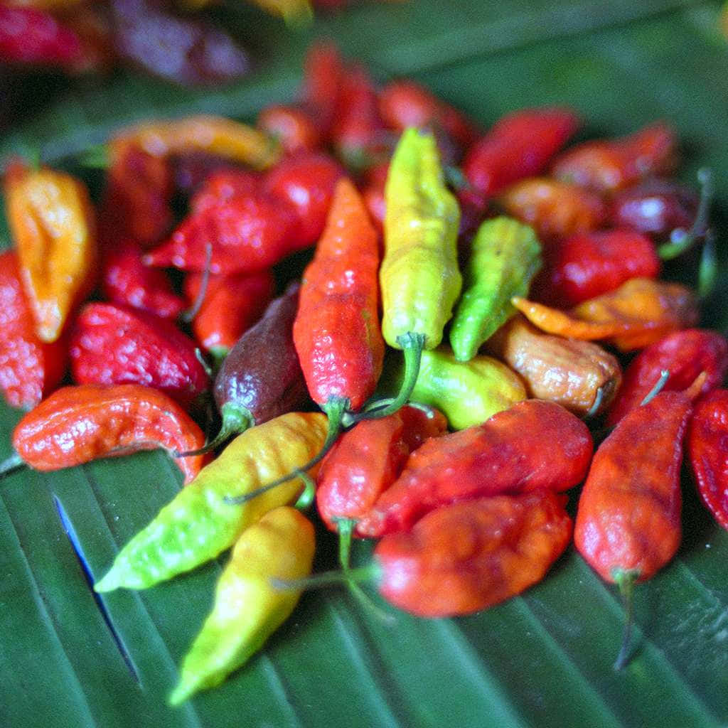 Ghost Pepper 桌布 壁紙 — 鮮豔的紅色、黃色和綠色辣椒堆放在一塊帶有光澤質感和淺景深的大型綠色香蕉葉上。