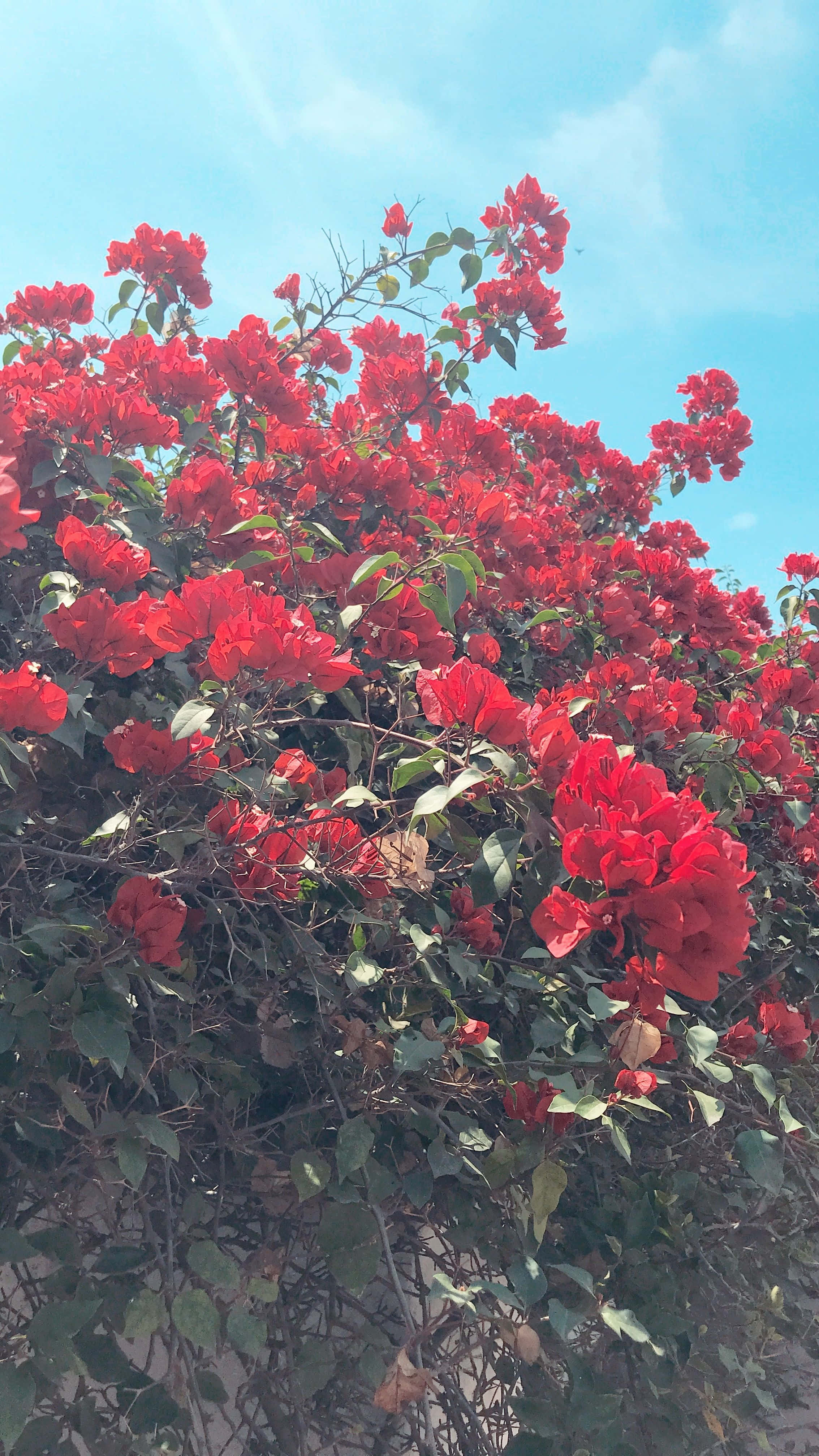 Red Flower Aesthetic 桌布 壁紙 — 鮮豔的紅色九重葛在晴朗的藍天下，於陽光普照的戶外場景中層層疊疊地盛開。