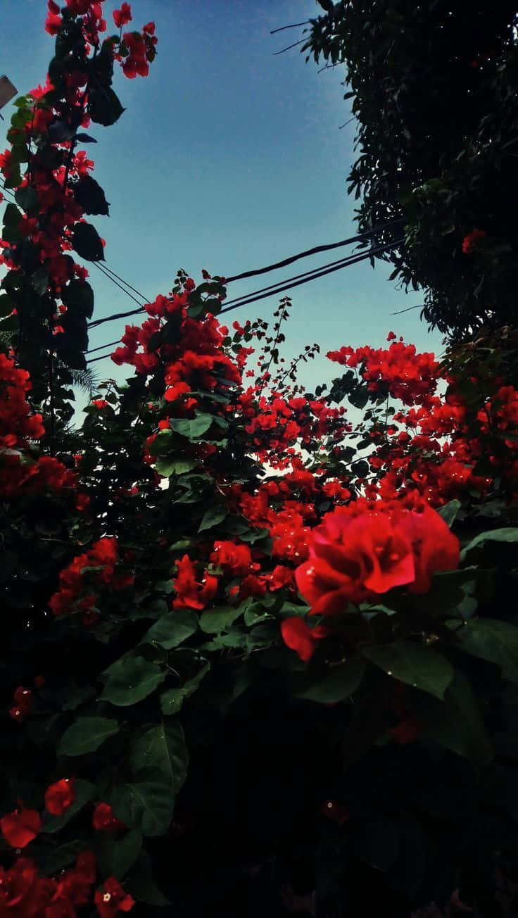 Red Rose Aesthetic 桌布 壁紙 — 鮮豔的紅色九重葛盛開，在清澈的藍天下如瀑布般傾瀉，電線穿過畫面。