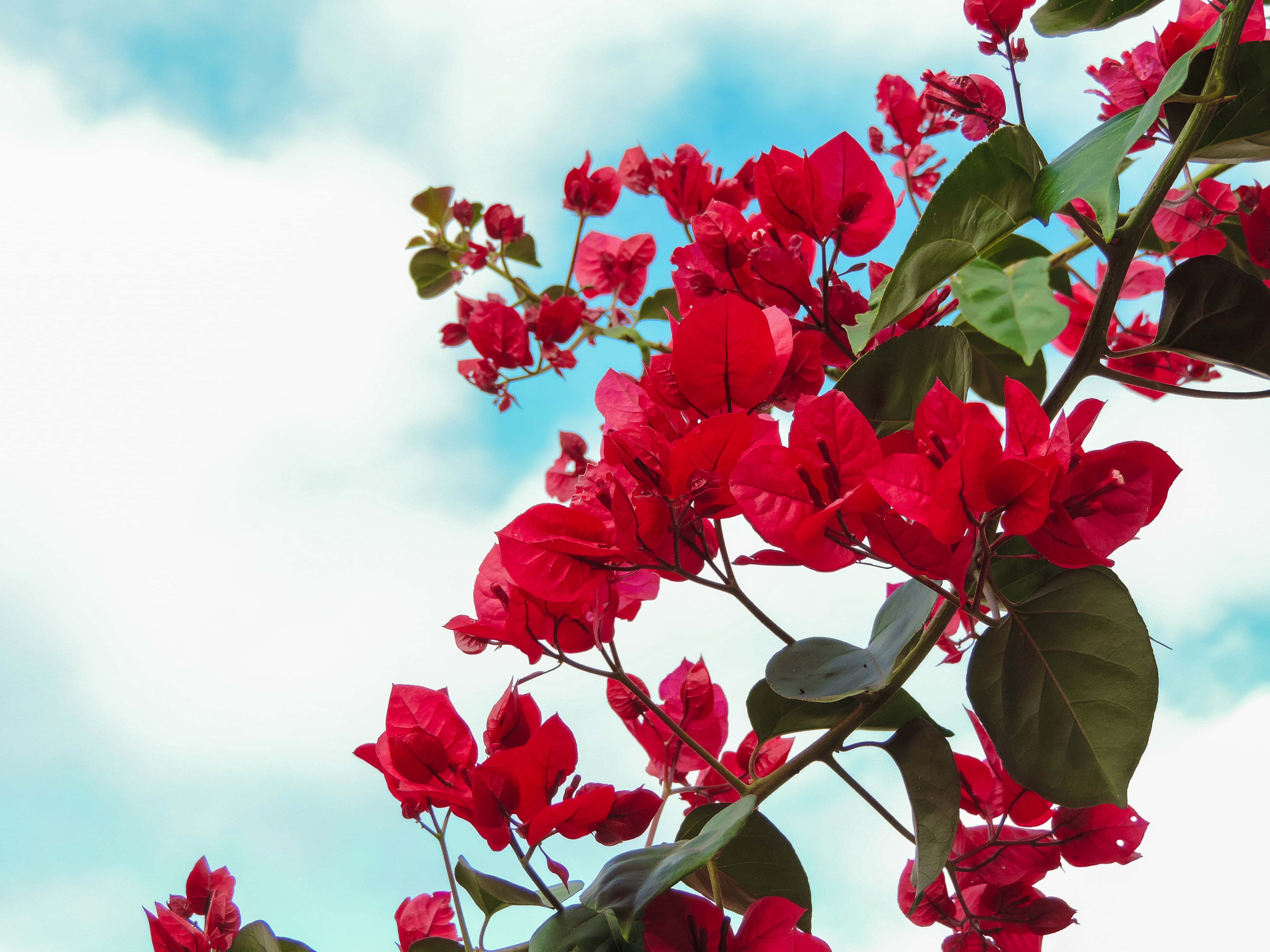 Summer Flowers 桌布 壁紙 — 鮮豔的紅色九重葛盛開，翠綠的葉子襯托著柔和藍天，天空中有零星雲朵。