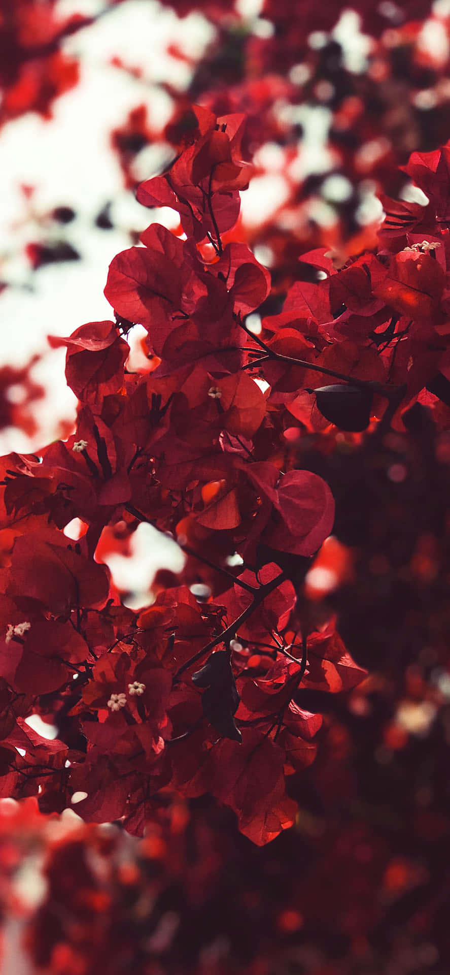 紅色動圖 桌布 壁紙 — 鮮豔的紅色九重葛花朵簇生在樹枝上，背景是明亮的白色天空和柔和散景效果。