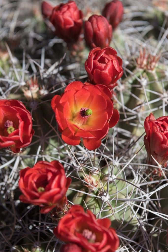 花 桌布 壁紙 — 鮮豔的紅色仙人掌花在明亮的陽光下於尖刺之間盛開。
