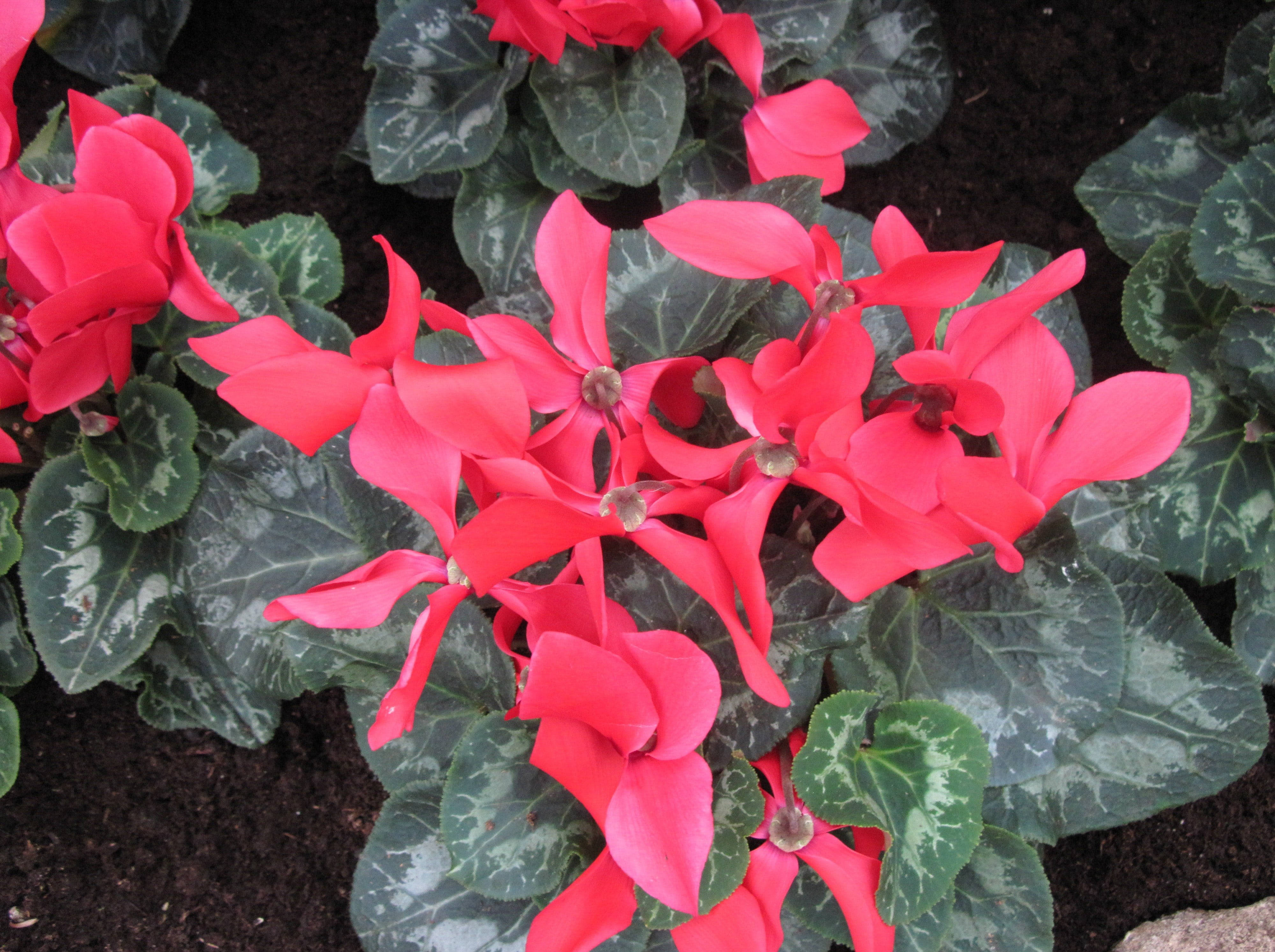 Cyclamen 桌布 壁紙 — 鮮豔的紅色仙客來花朵在肥沃的土壤中，在雜色的綠葉間盛開。
