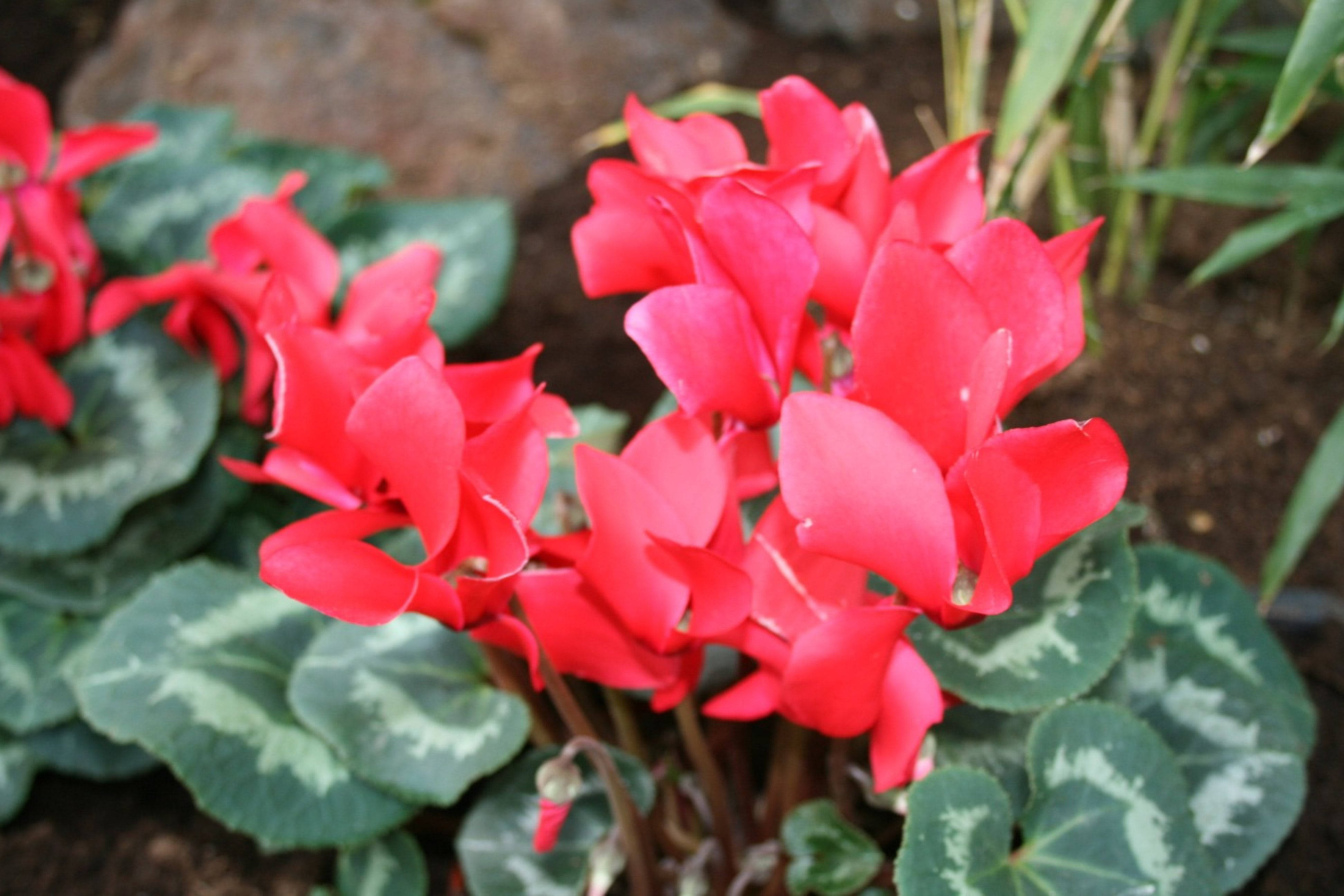 Cyclamen 桌布 壁紙 — 鮮豔的紅色仙客來花朵在雜色綠葉中綻放，處於自然花園環境中。