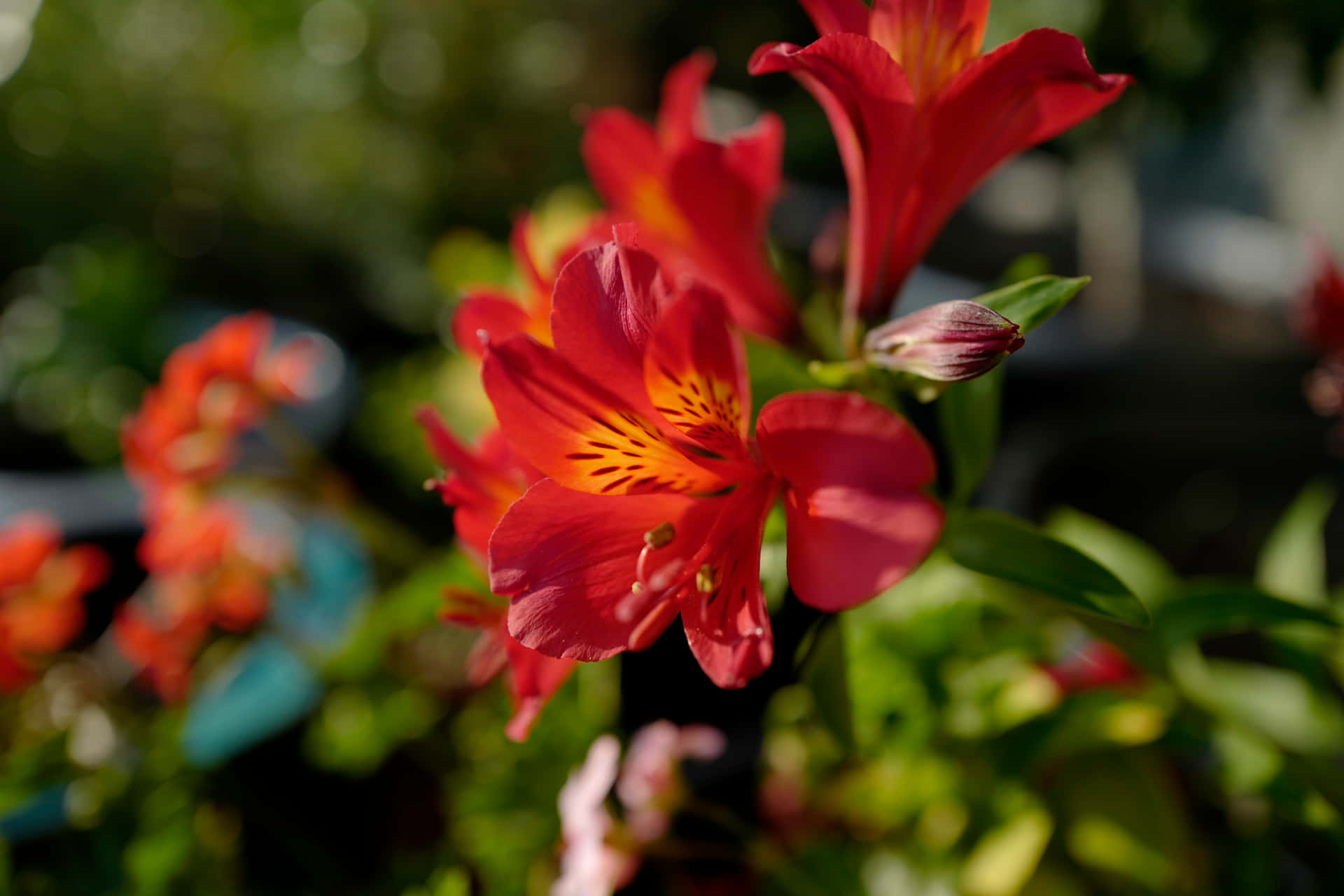 Alstroemeria aurea Graham 壁紙 — 鮮豔的紅色六出花，帶有橙色花心，在柔和模糊的綠色花園背景下盛開。