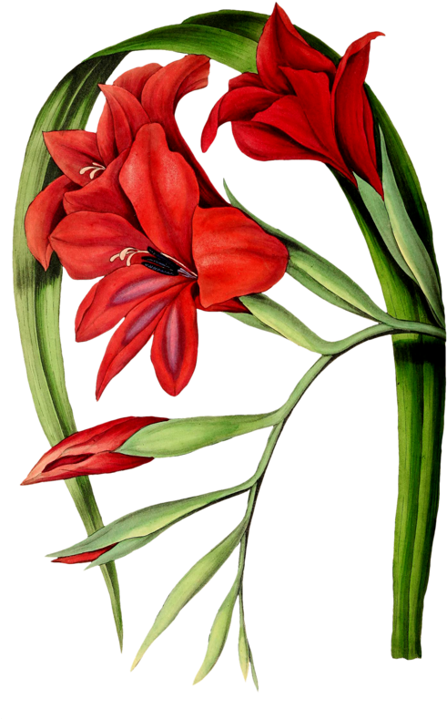 劍蘭 桌布 壁紙 — 鮮豔的紅色劍蘭花，搭配綠色莖和花蕾，優雅地排列在醒目的黑色背景上。