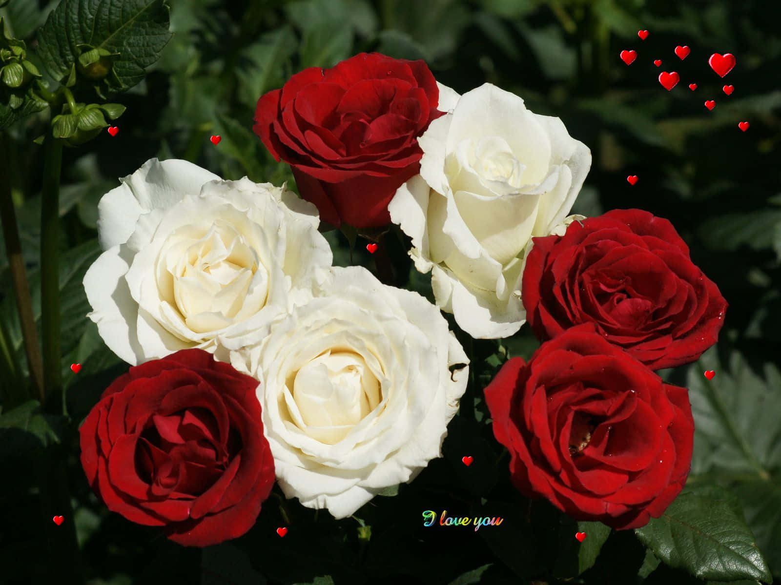 Red And White Roses 桌布 壁紙 — 鮮豔的紅色和奶油白色玫瑰在茂密的綠葉中盛開，帶有漂浮的紅色心形和「我愛你」文字疊加。