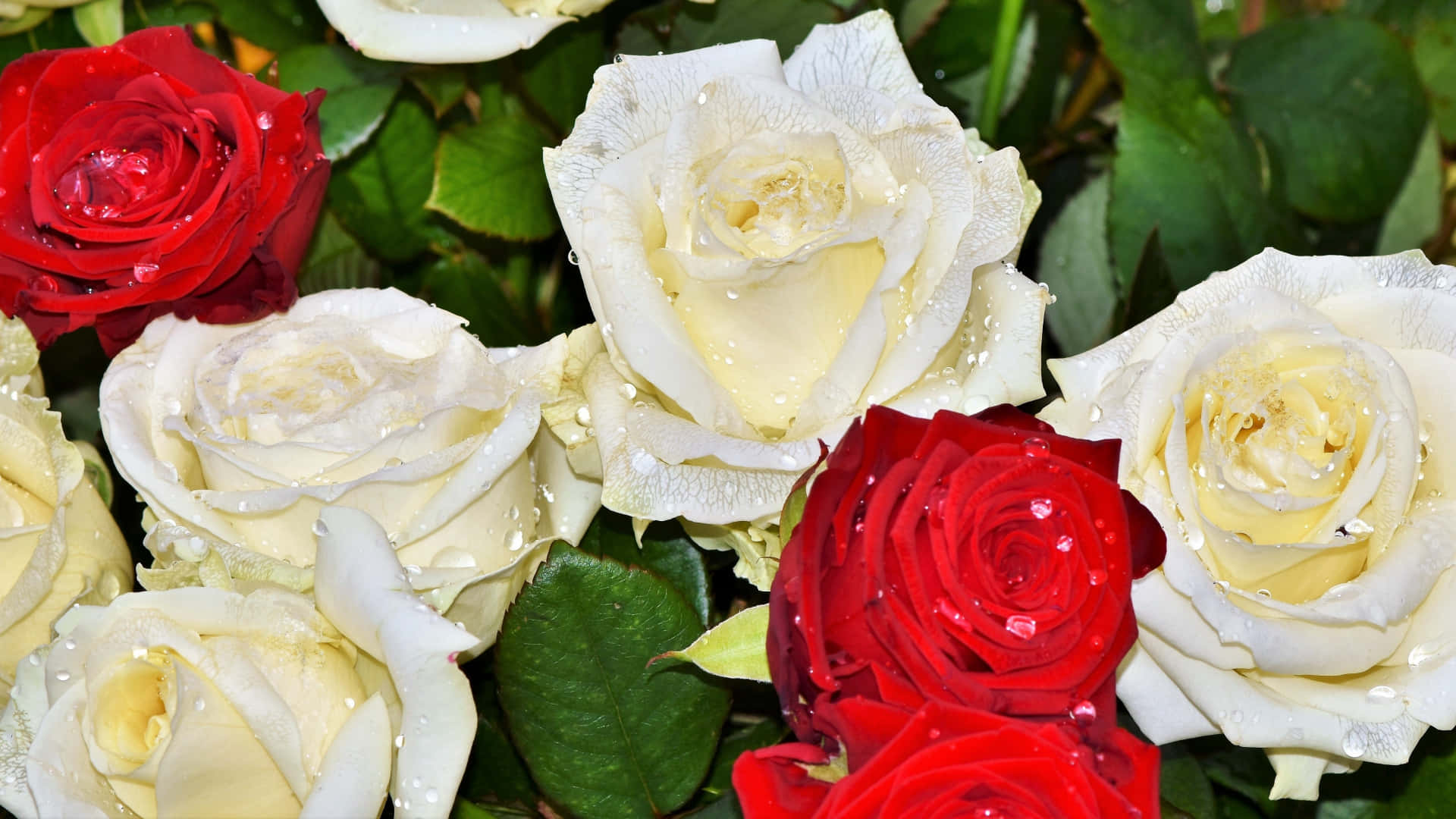 Rose Flower 桌布 壁紙 — 鮮豔的紅色和奶油白色玫瑰在茂密的綠色樹葉襯托下閃爍著露珠，特寫花卉佈置。