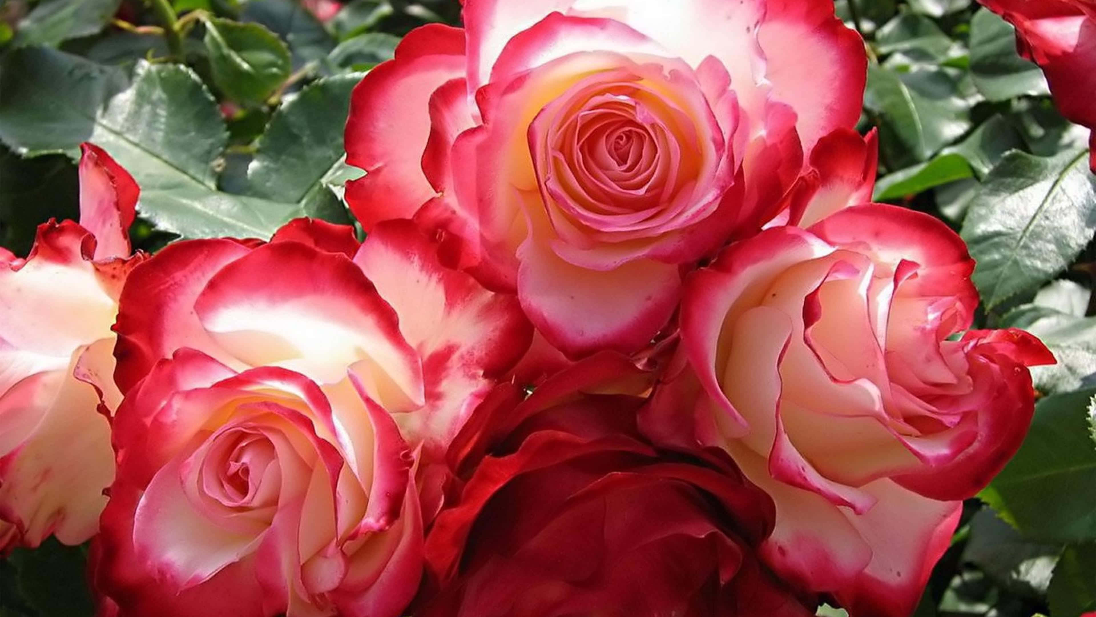 Pink Roses 桌布 壁紙 — 鮮豔的紅色和奶油色玫瑰在茂密的綠葉中盛開，沐浴在明亮的陽光下。