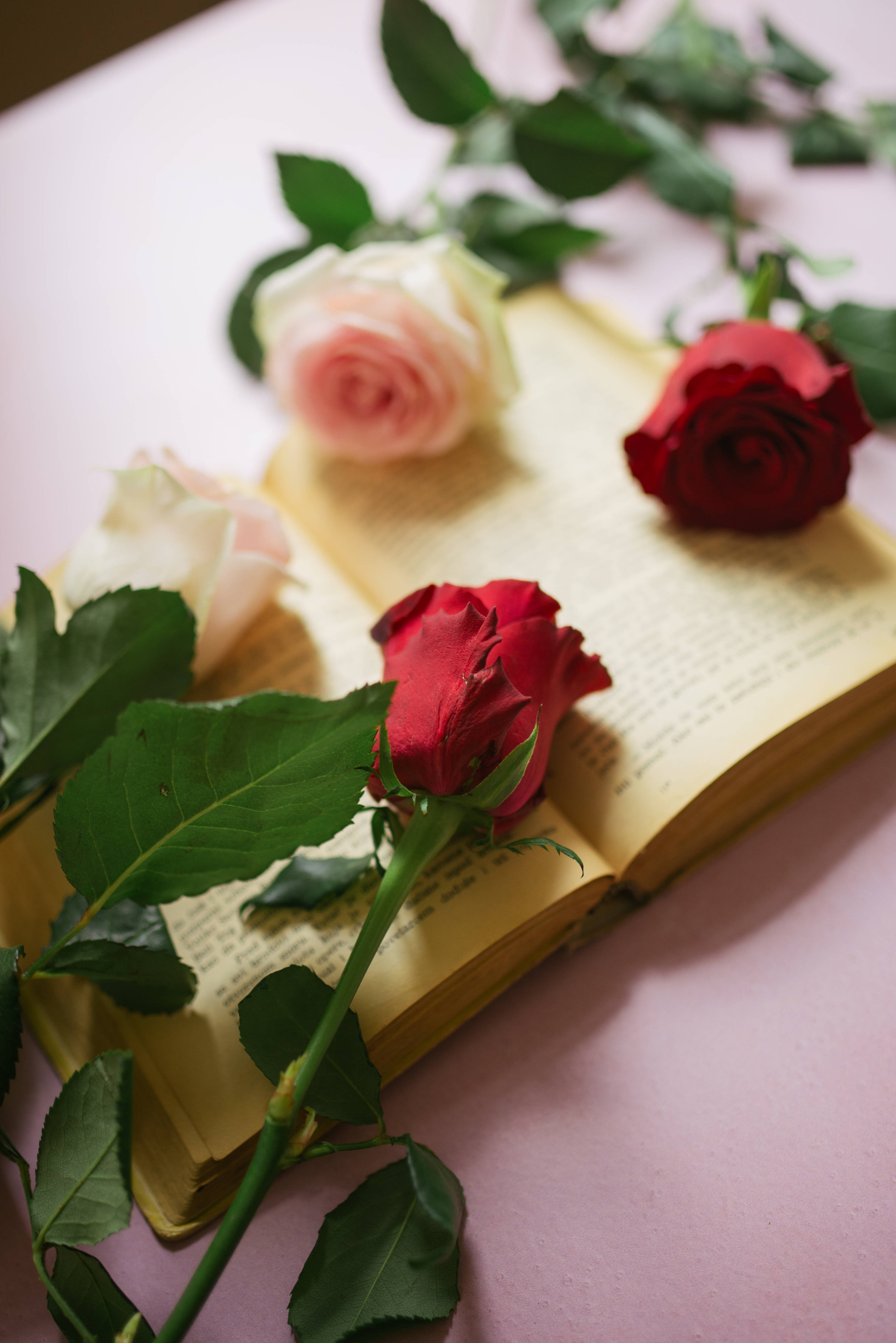 Aesthetic Rose 桌布 壁紙 — 鮮豔的紅色和柔和的粉紅色玫瑰放在一本打開的復古書上，書放在粉彩粉紅色的表面上。