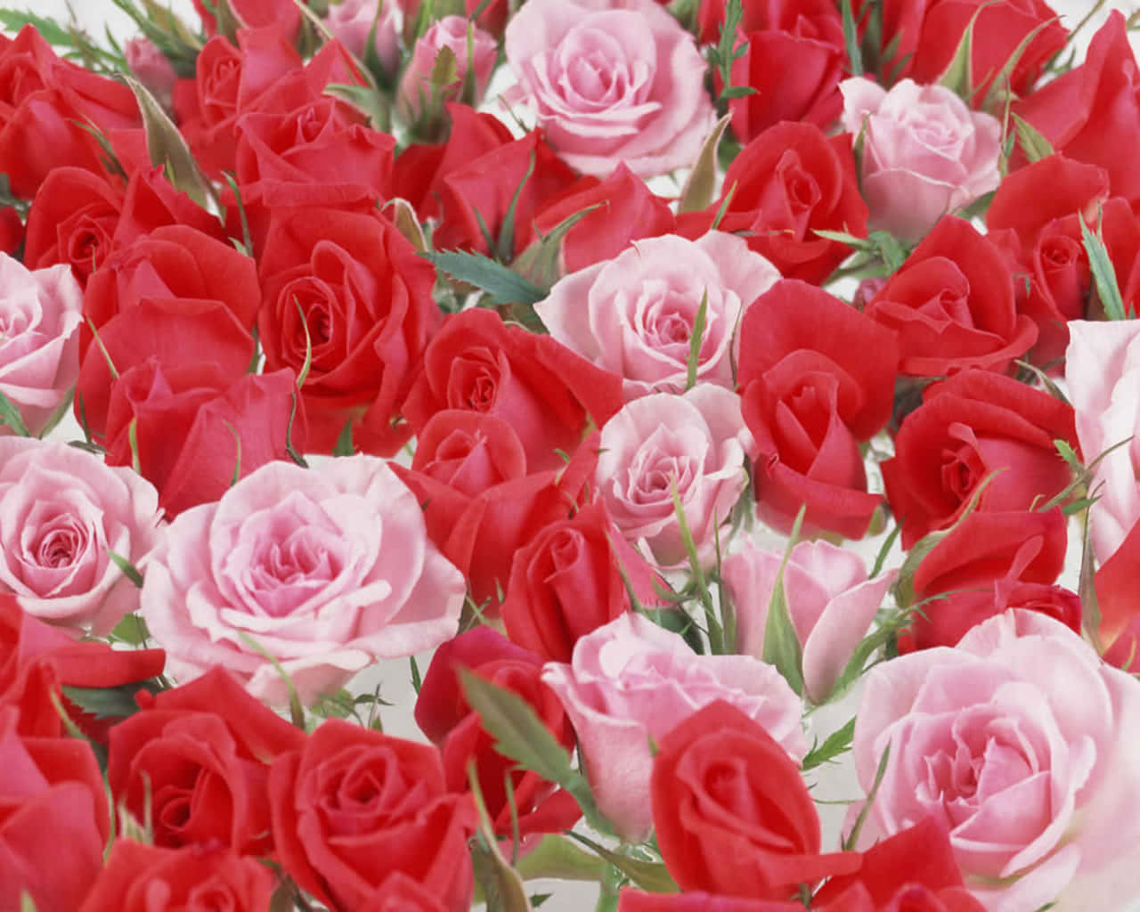 Rose Flower 桌布 壁紙 — 鮮豔的紅色和柔和的粉紅色玫瑰與綠色莖幹在明亮的白色背景上的茂密特寫。