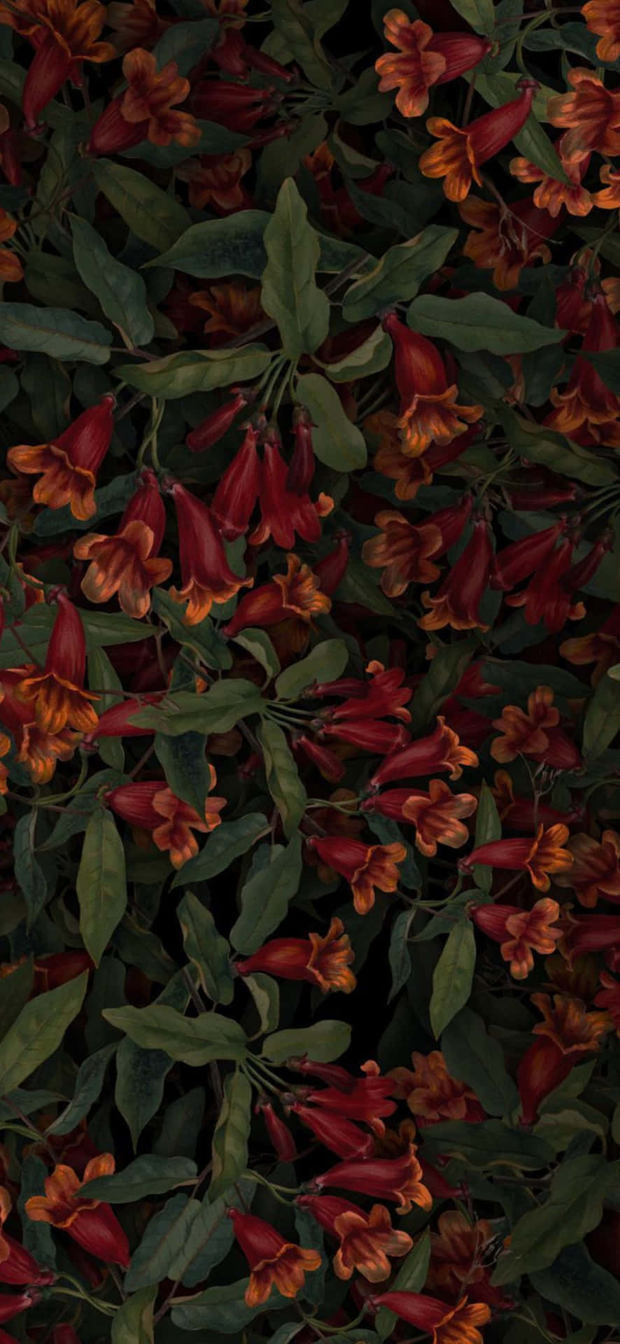 特寫紅色和橙色喇叭花，帶有綠色葉子，位於陰影葉叢中。 — Google pixel 壁紙
