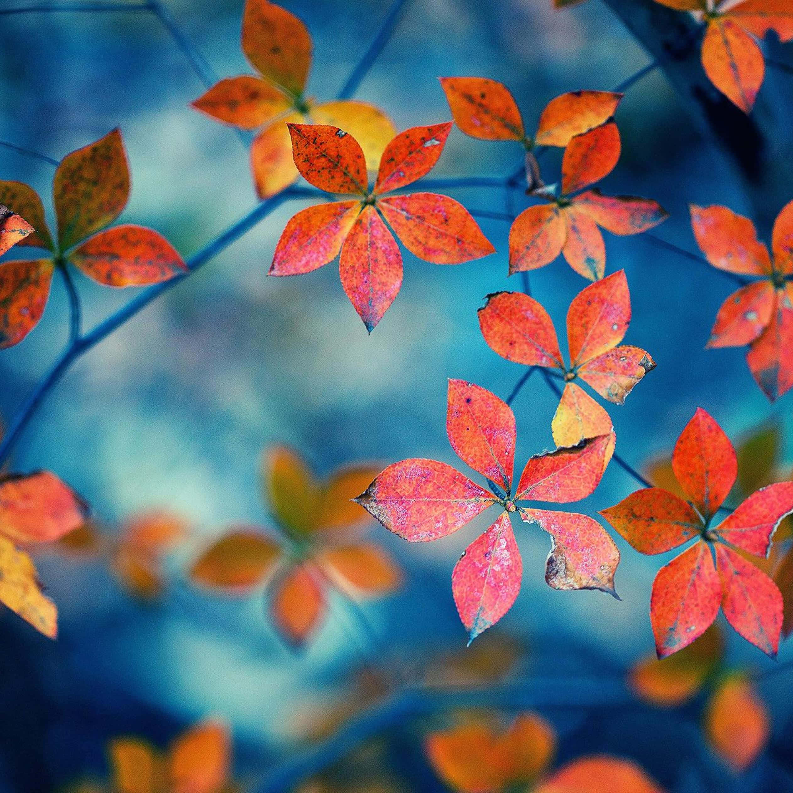 Autumn Foliage 桌布 壁紙 — 鮮豔的紅色和橙色星形秋葉在清涼的藍色模糊背景下閃耀。