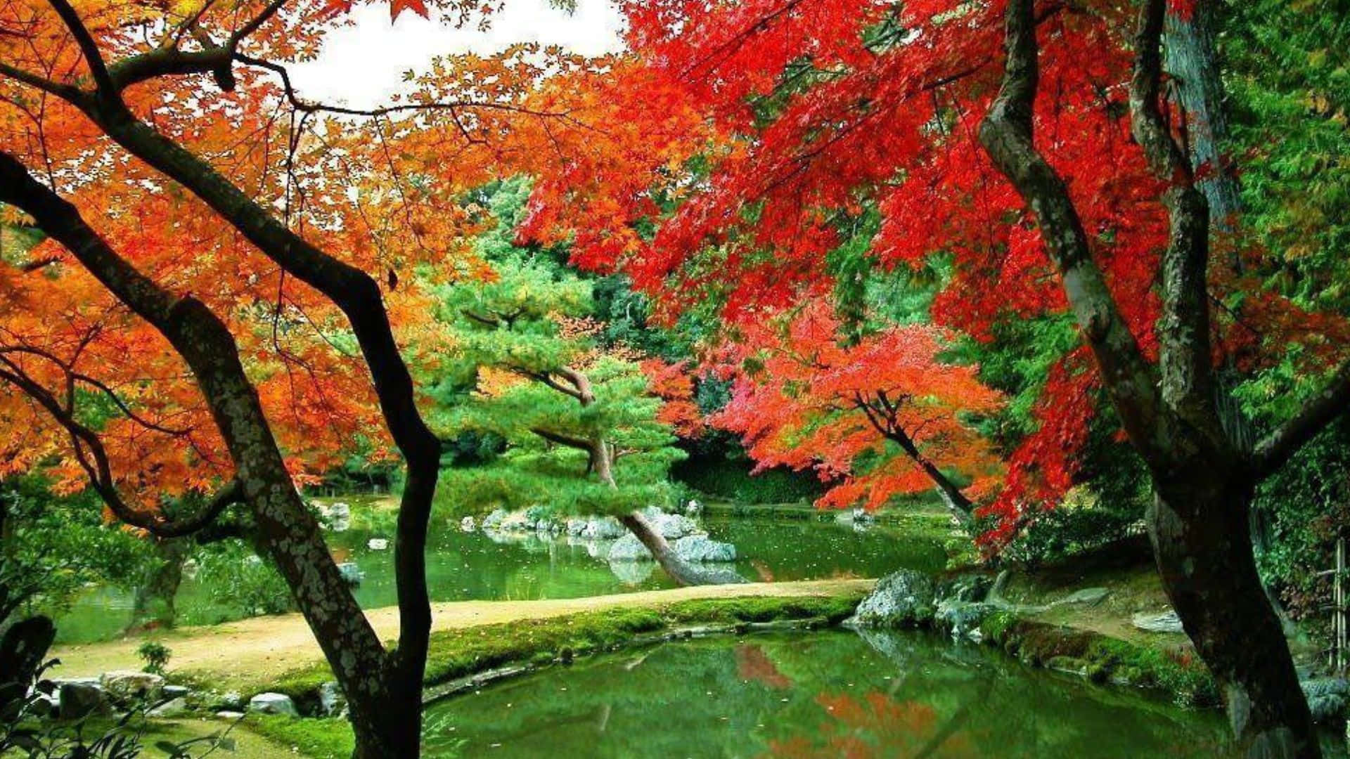 Fall Lake 桌布 壁紙 — 鮮豔的紅色和橙色楓葉在寧靜的日本庭園中，拱形覆蓋在平靜的池塘上。
