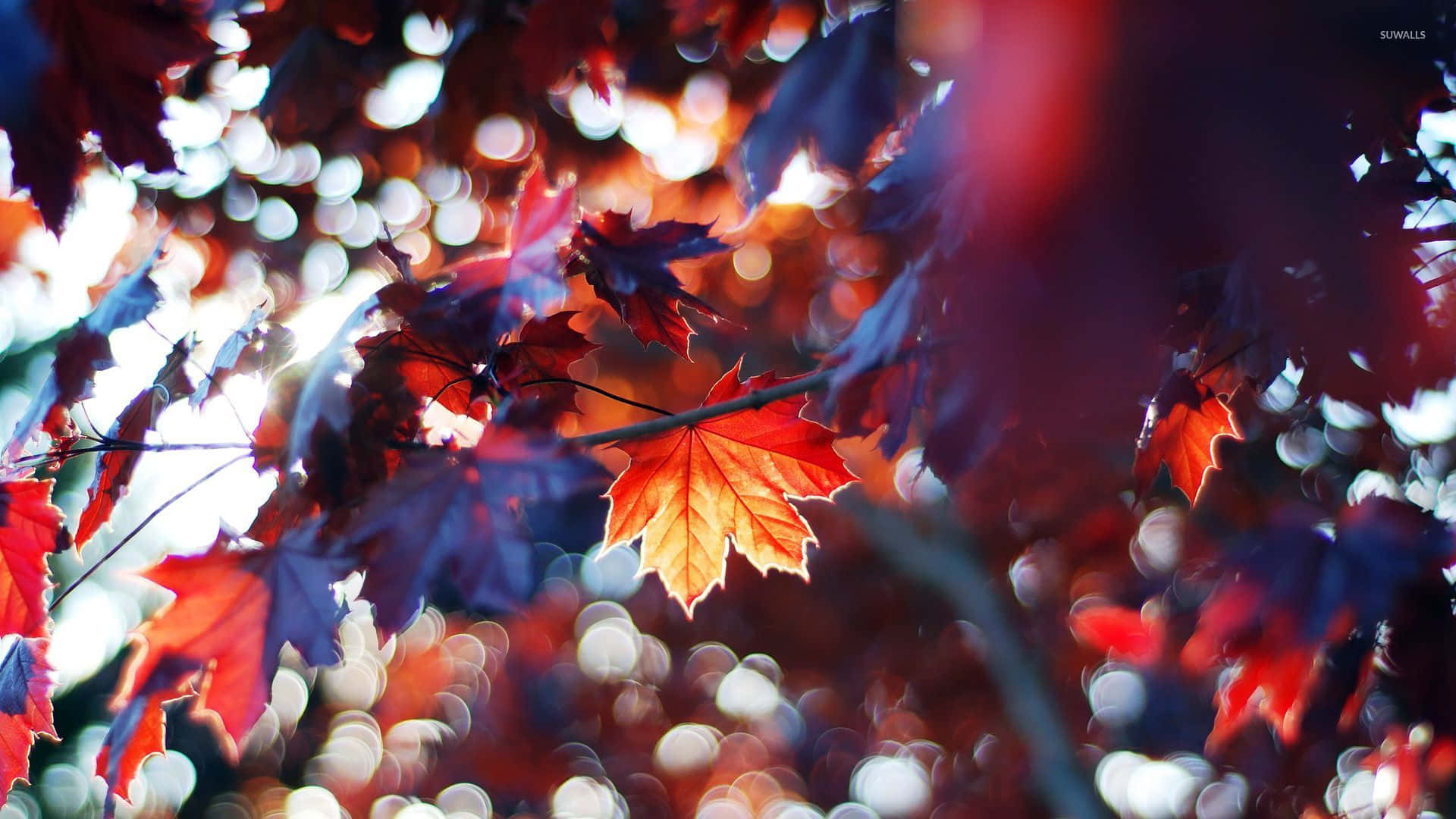 Fall Leaves 桌布 壁紙 — 鮮豔的紅色和橙色楓葉在柔和散景背景下，透過秋日樹枝灑落的斑駁陽光中閃耀。