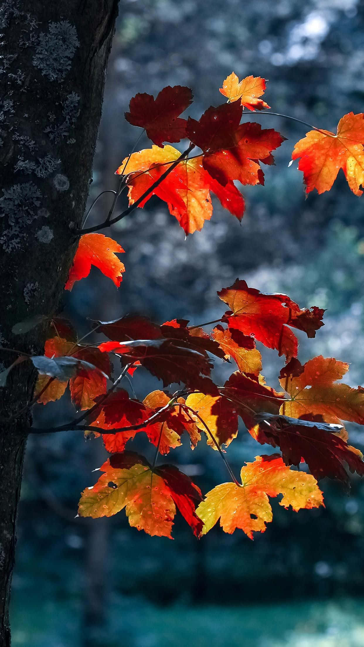 Beautiful Fall iPhone 桌布 壁紙 — 鮮豔的紅色和橙色楓葉在柔和的模糊秋林中，在深色樹幹上閃耀。