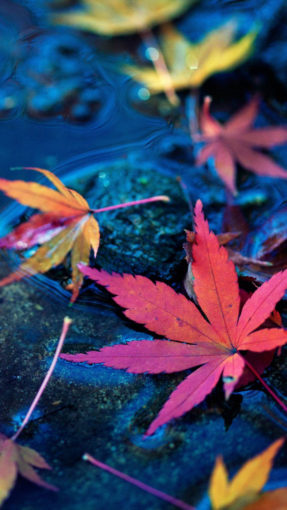 手機 桌布 壁紙 — 鮮豔的紅色和橙色楓葉在深藍色水面上寧靜地漂浮，帶有輕柔的漣漪和模糊的樹葉背景。