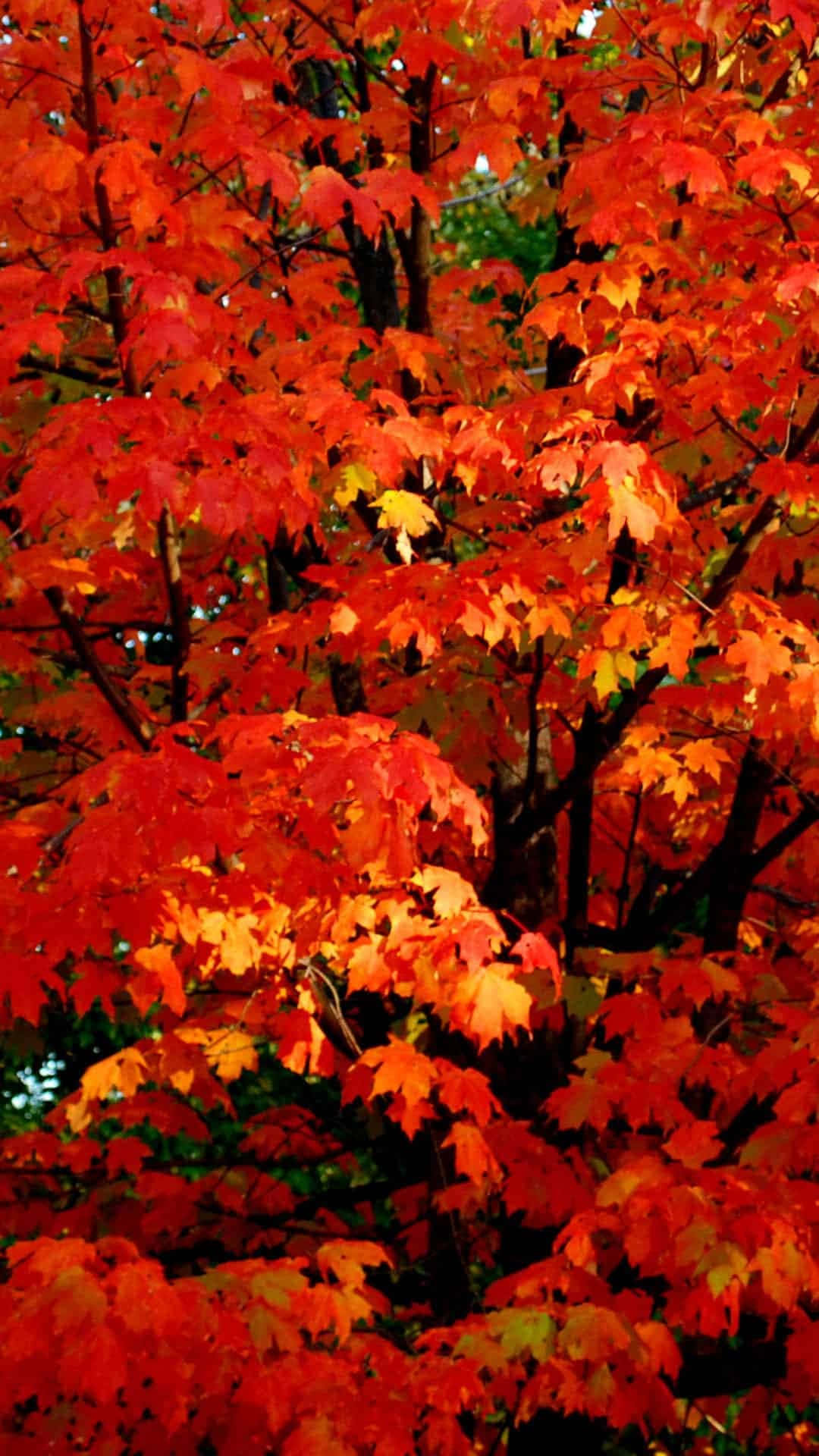 Fall 桌布 壁紙 — 鮮豔的紅色和橙色楓葉在秋天密集地覆蓋樹枝，背景為深色。