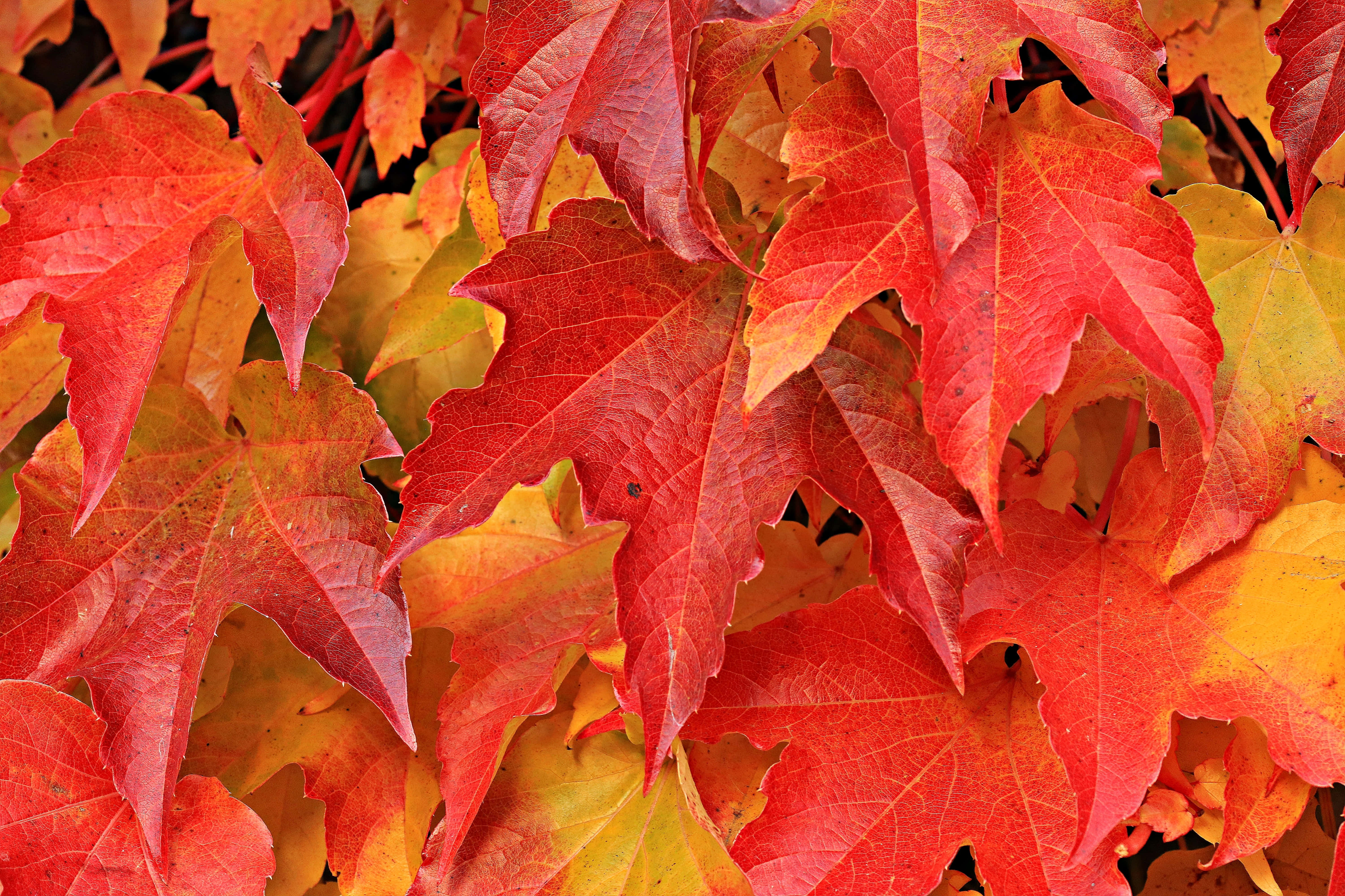 Autumn Foliage 桌布 壁紙 — 鮮豔的紅色和橙色楓葉在秋日輝煌中密集層疊，具有清晰的紋理和豐富的色彩漸變。