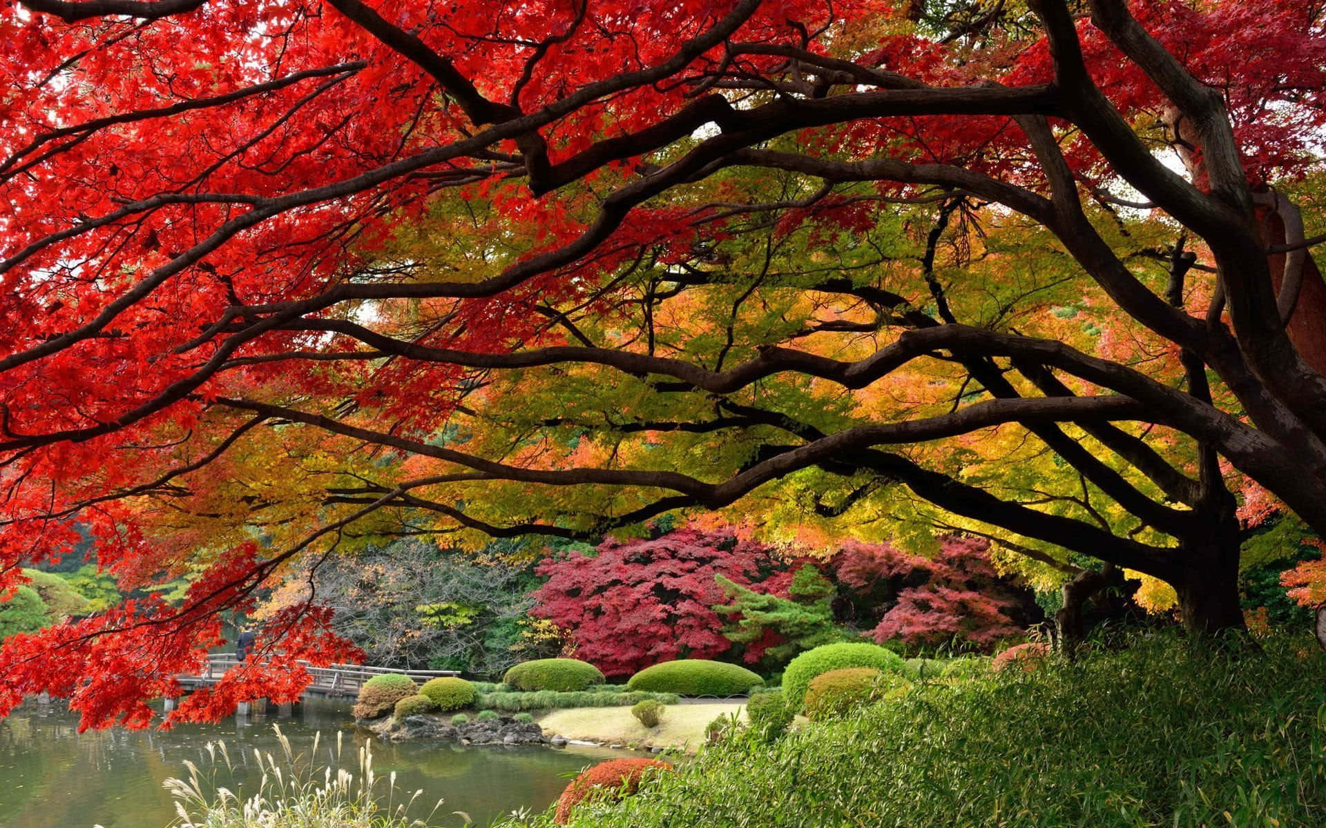 Garden 桌布 壁紙 — 鮮豔的紅色和橙色楓葉在精心設計的日本庭園中，拱形覆蓋在寧靜的池塘上。