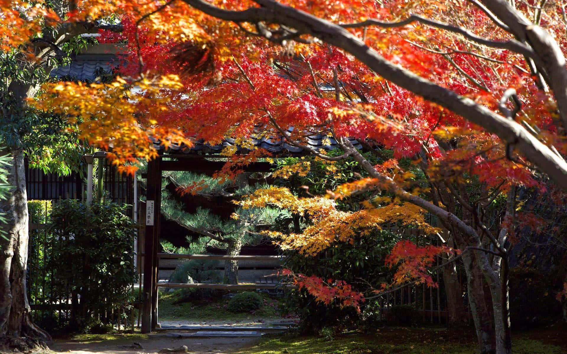 桌布 壁紙 — 鮮豔的紅色和橙色楓葉在陽光明媚的寧靜日本花園中，拱起在傳統木門之上。