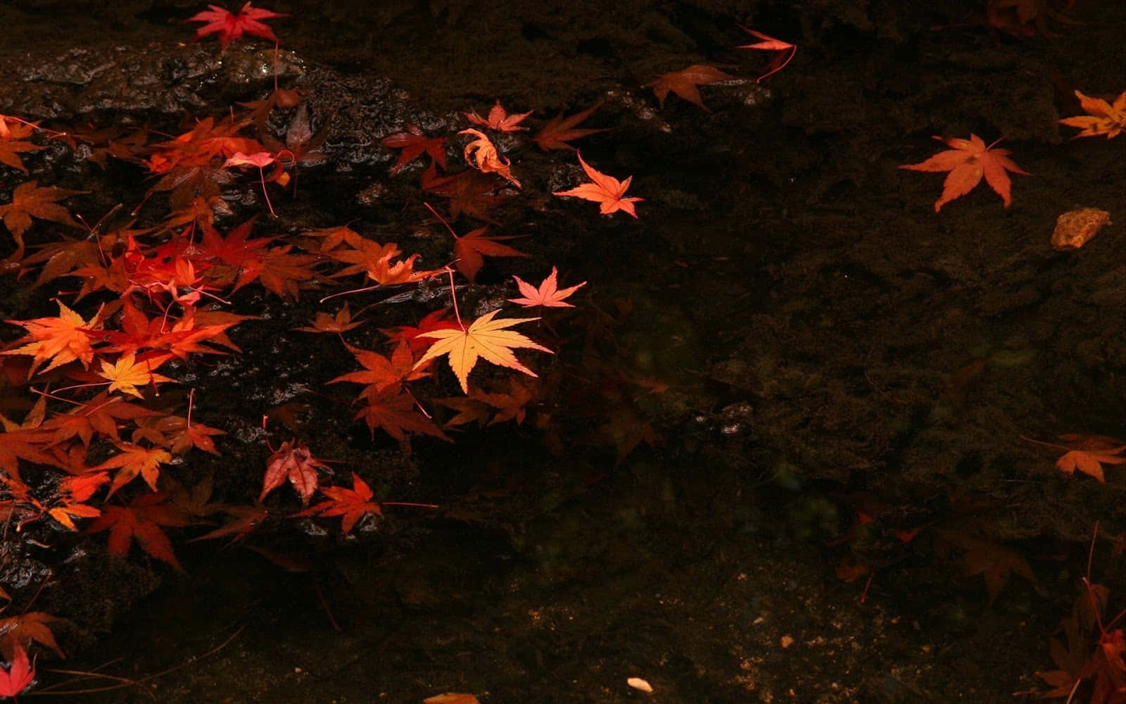 Fall Leaf 桌布 壁紙 — 鮮豔的紅色和橙色楓葉在黃昏時分靜靜地漂浮在黑暗靜止的池塘表面。