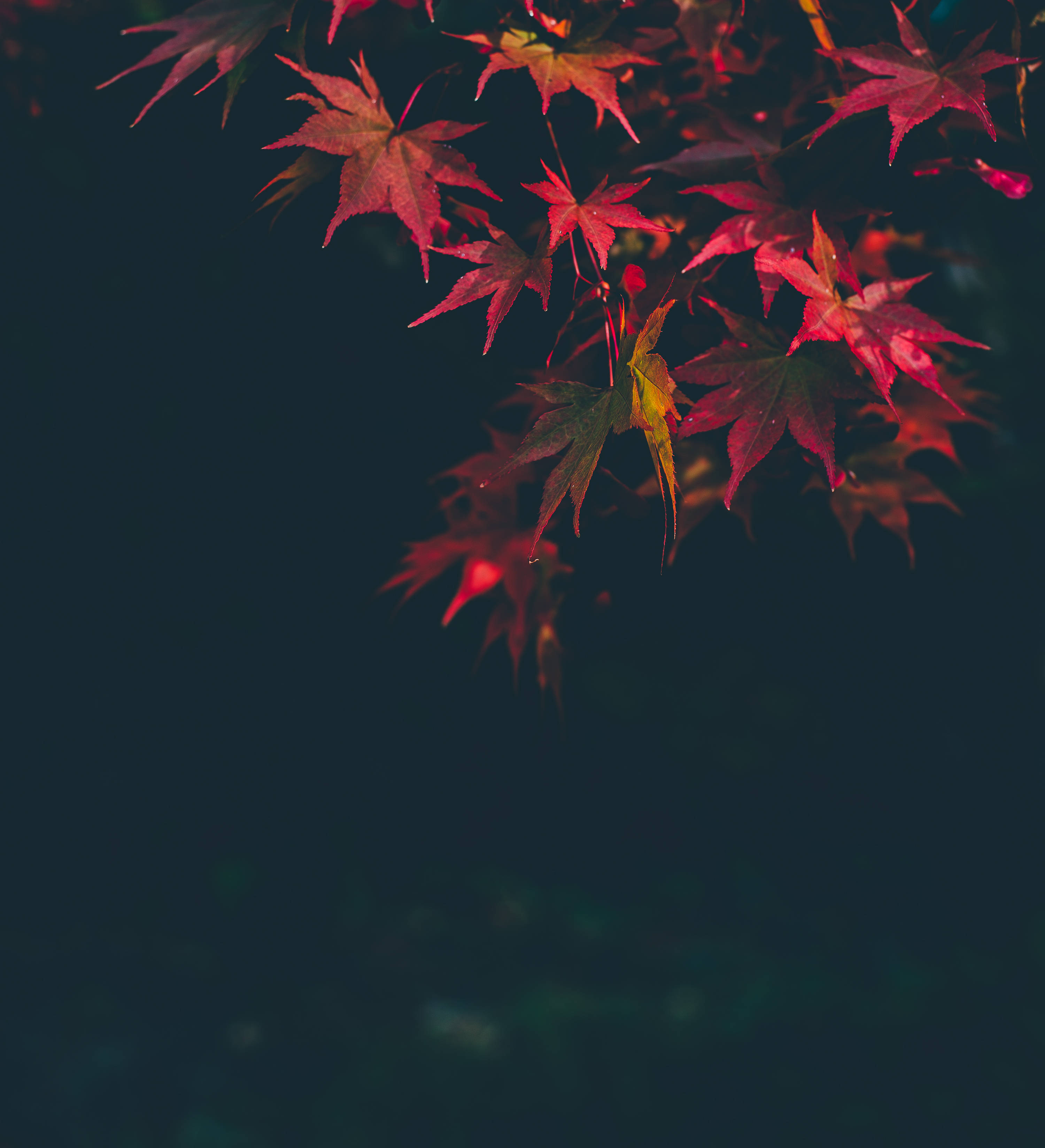 秋天動圖 桌布 壁紙 — 鮮豔的紅色和橙色楓葉在黑暗陰鬱的背景下閃爍著露珠。