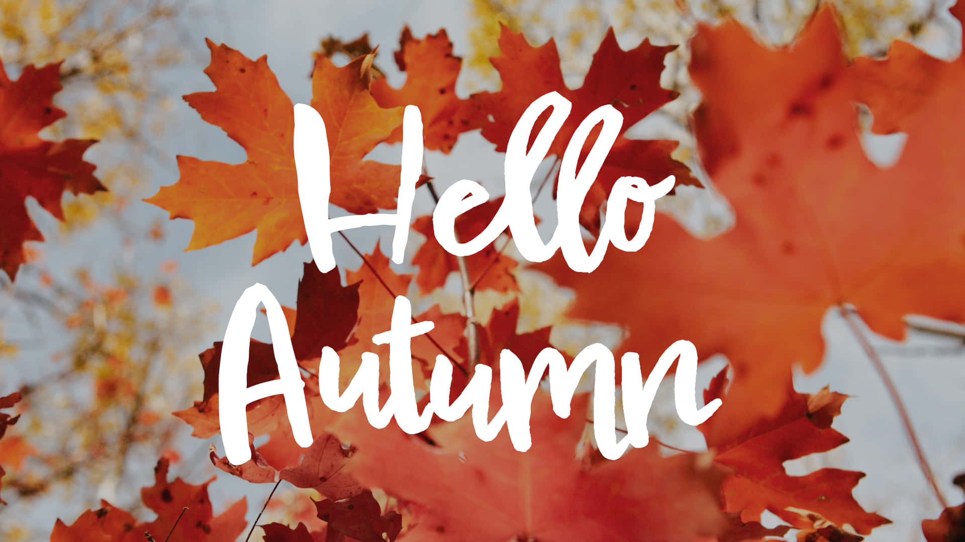 Hello Fall 桌布 壁紙 — 鮮豔的紅色和橙色楓葉框住了「Hello Autumn」字樣，背景是柔和的藍天。