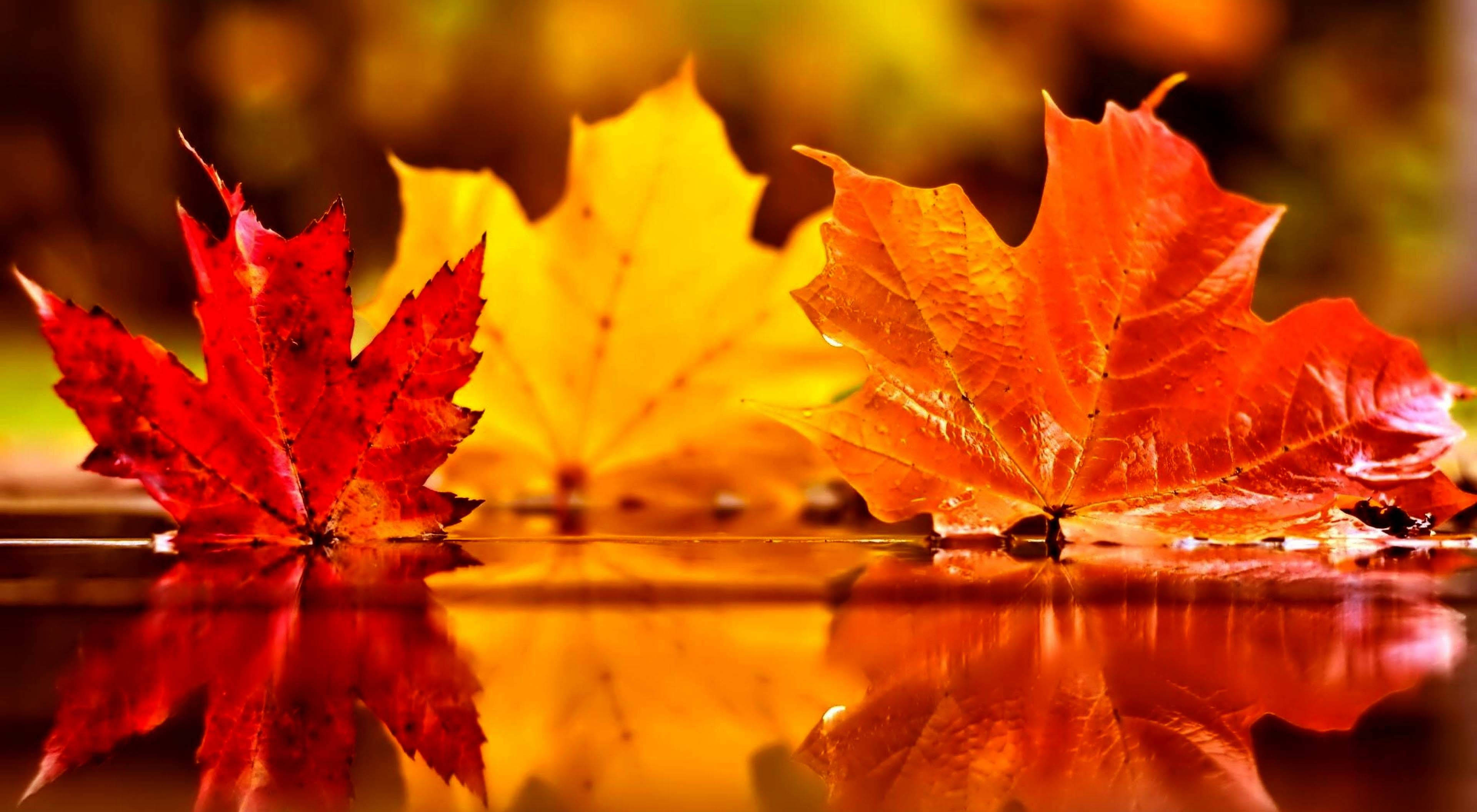 Autumn Season 桌布 壁紙 — 鮮豔的紅色和橙色楓葉漂浮在平靜的水面上，帶有生動的倒影和溫暖的秋季背景。