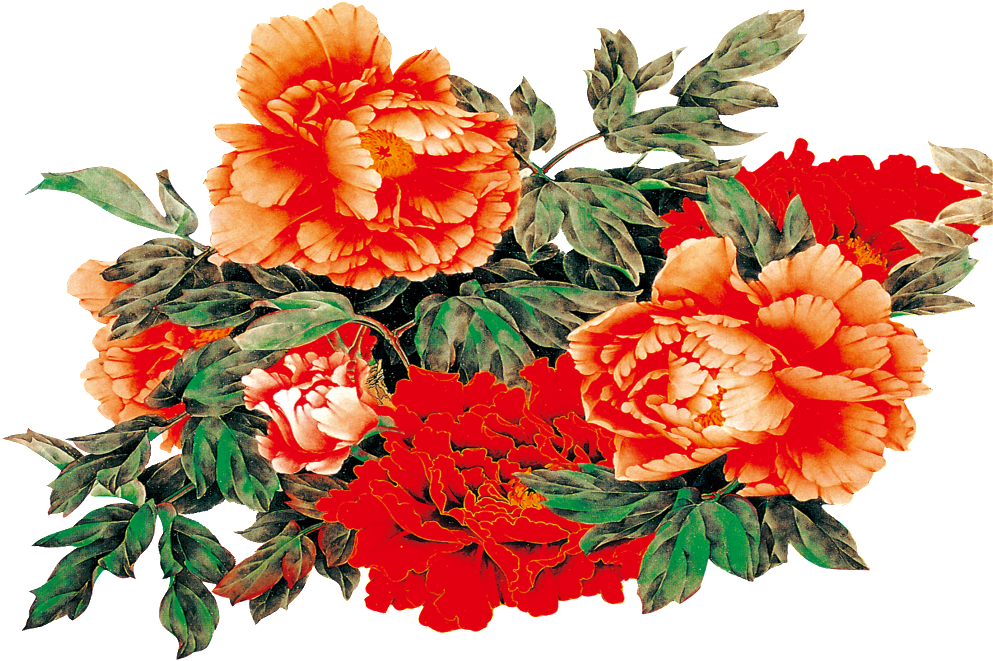 Peony 桌布 壁紙 — 鮮豔的紅色和橙色牡丹，搭配茂盛的綠葉，在經典植物插圖風格的純黑背景上綻放。