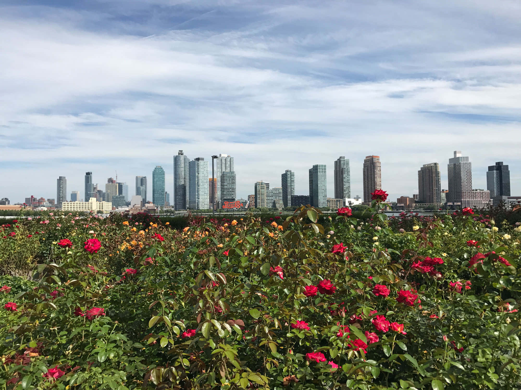 Rose Garden 桌布 壁紙 — 鮮豔的紅色和橙色玫瑰在前景盛開，現代城市天際線在部分多雲的天空下升起。