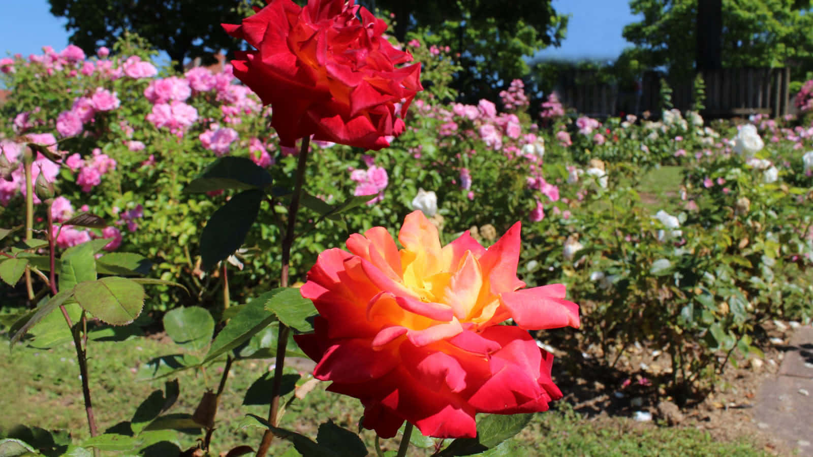 Rose Garden 桌布 壁紙 — 鮮豔的紅色和橙色玫瑰在前景盛開，柔和的粉紅色和白色玫瑰在茂盛的花園中，在明亮的陽光下。