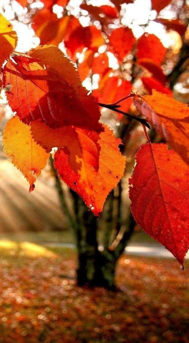 自然 桌布 壁紙 — 鮮豔的紅色和橙色秋葉在柔和的模糊落葉背景上閃爍著露珠。