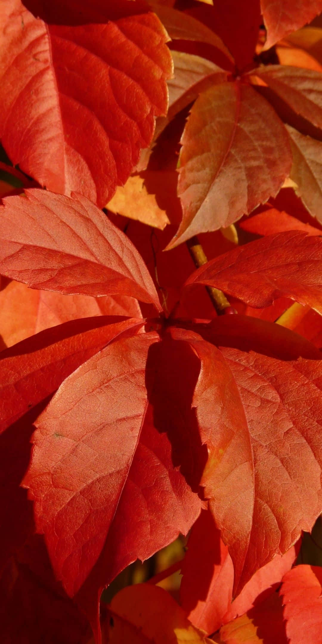 Autumn Leaves 桌布 壁紙 — 鮮豔的紅色和橙色秋葉沐浴在溫暖的陽光中，帶有細緻的葉脈和柔和的陰影。