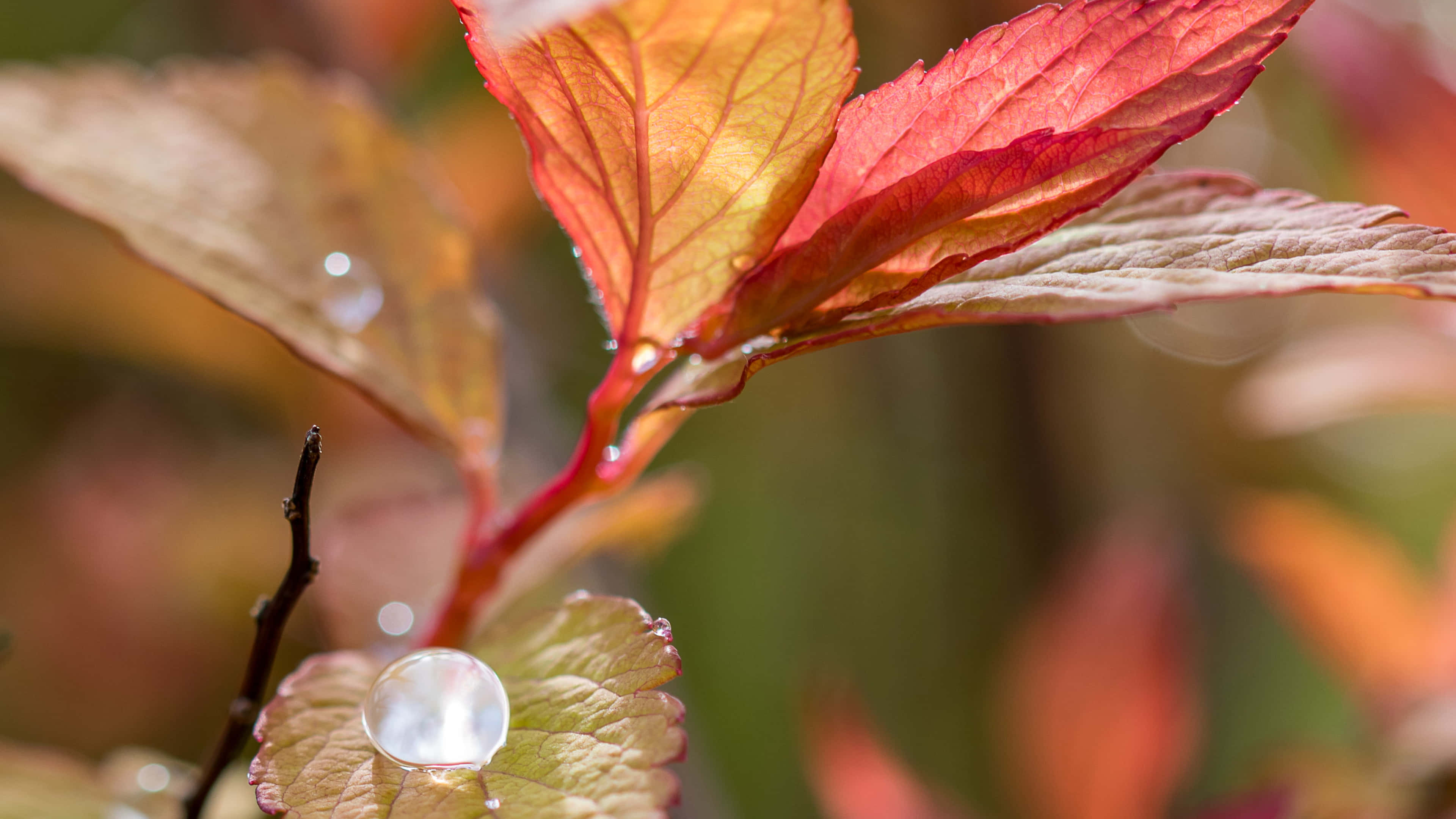 Fall Dew 桌布 壁紙 — 鮮豔的紅色和橙色秋葉特寫，帶有閃閃發光的水珠捕捉陽光。