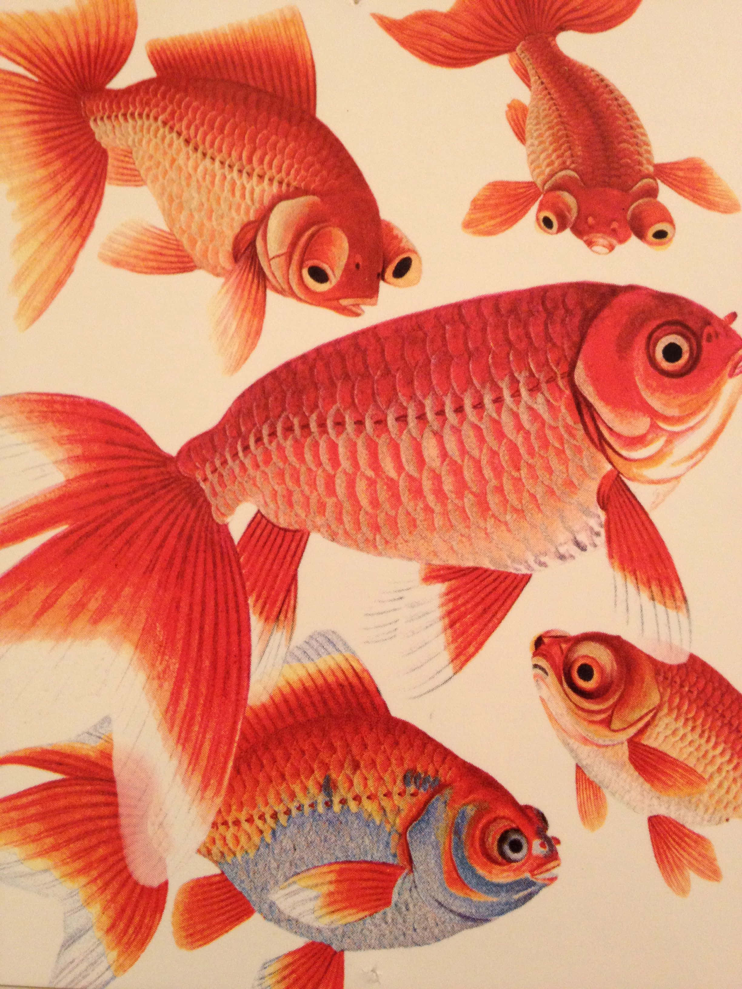 Goldfish 桌布 壁紙 — 鮮豔的紅色和橙色金魚，帶有細緻的鱗片，在柔和的奶油色背景上優雅地游動。