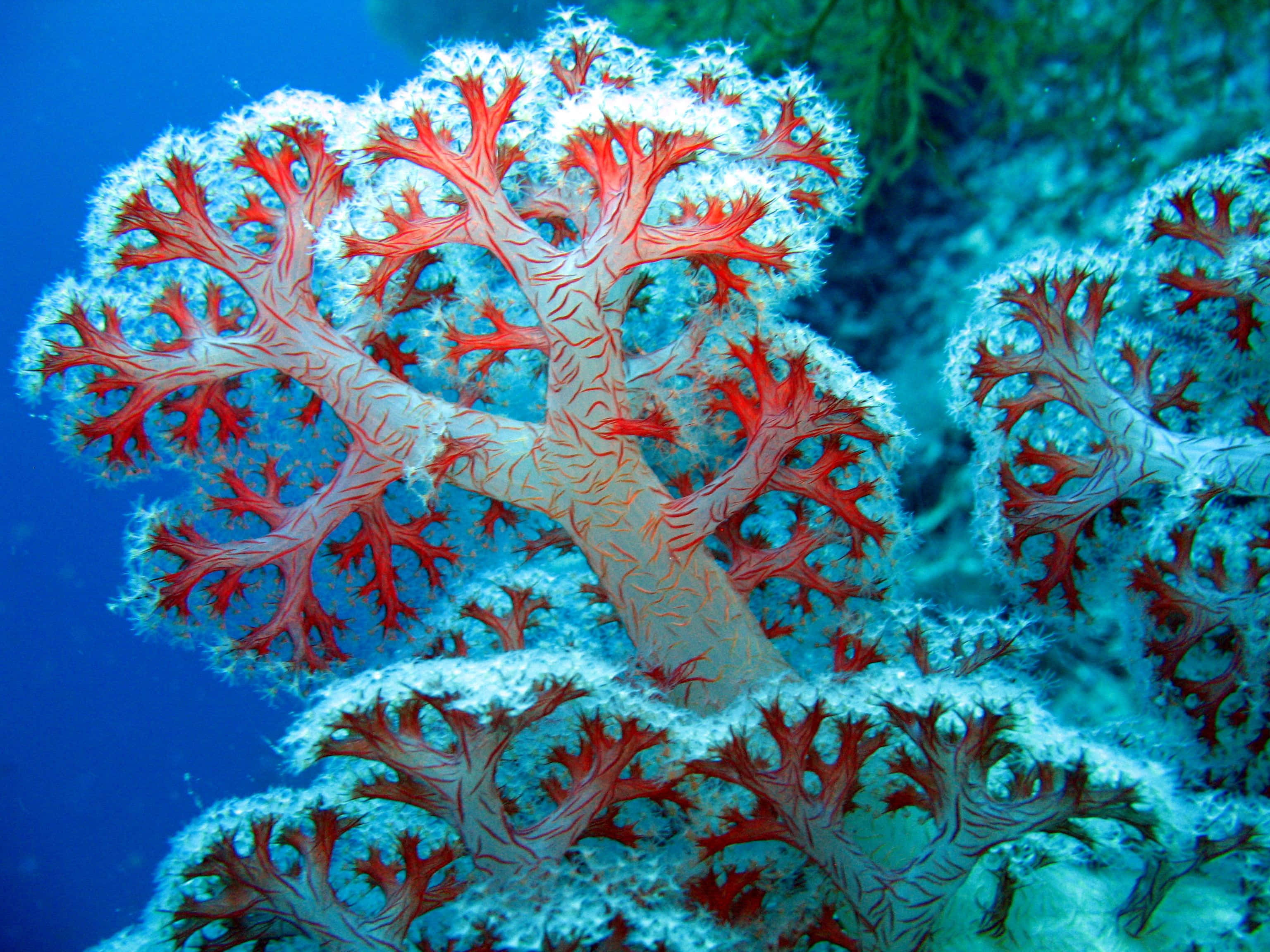 coral 桌布 壁紙 — 鮮豔的紅色和白色珊瑚結構在深藍色水下背景中伸展分支。