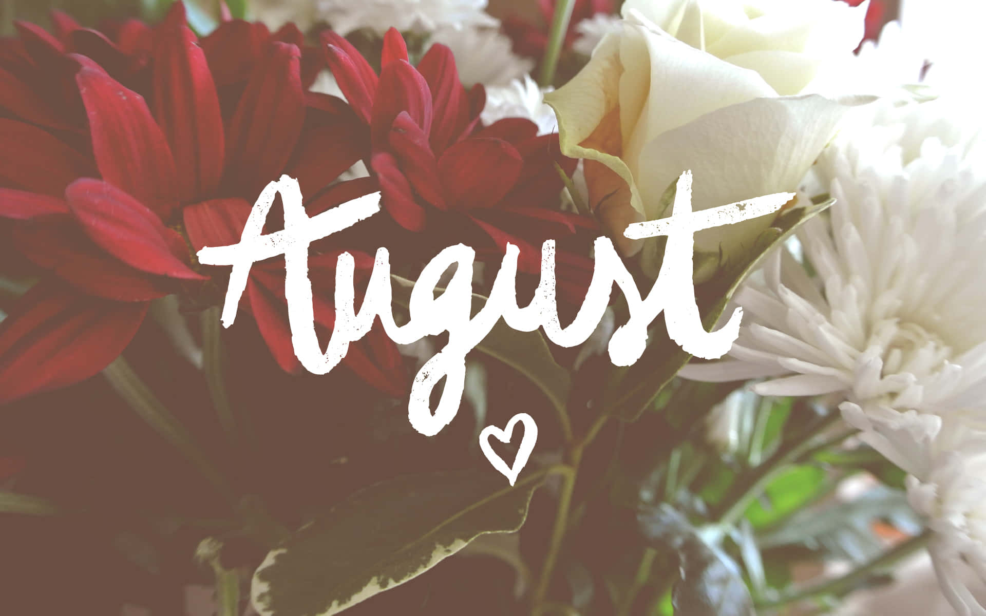 August 桌布 壁紙 — 鮮豔的紅色和白色花朵在一個帶有小愛心點綴的粗體白色草書August文字後盛開。