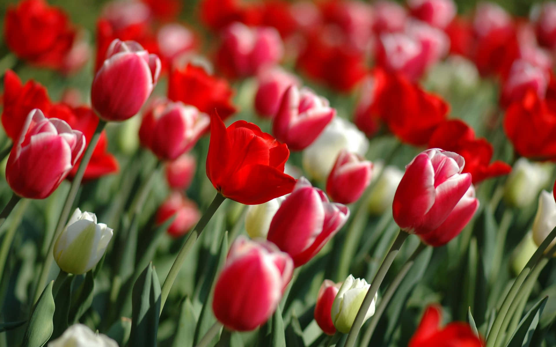 Tumblr Flowers Desktop 桌布 壁紙 — 鮮豔的紅色和白色鬱金香在陽光明媚的田野中盛開，帶有柔軟的綠色莖和模糊的背景。
