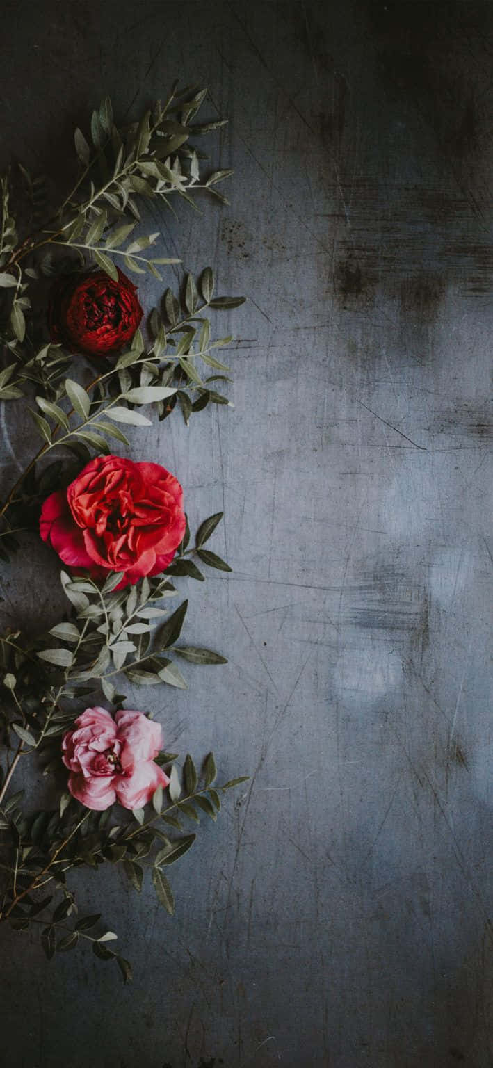 Cute Rose 桌布 壁紙 — 鮮豔的紅色和粉紅色玫瑰，搭配綠色葉子，以對角線排列在帶有紋理的深灰色金屬背景上。