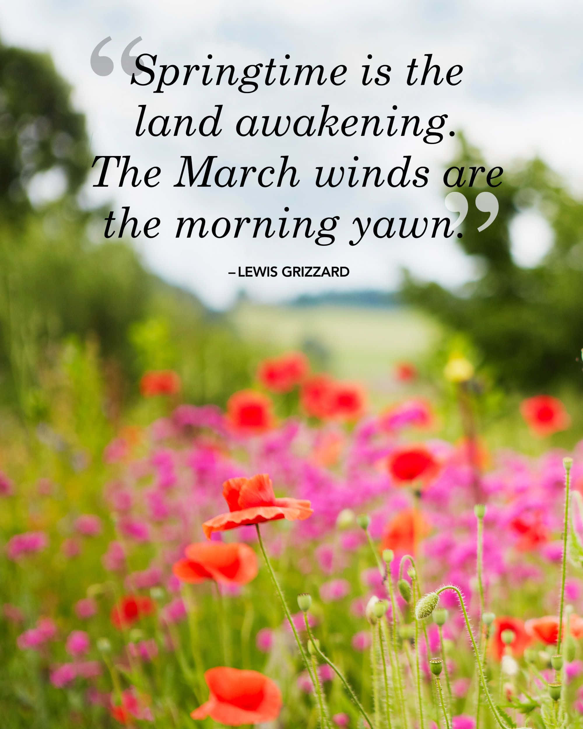 Spring Quotes 桌布 壁紙 — 鮮豔的紅色和粉紅色罌粟花在陽光明媚的草地上盛開，背景是柔和的綠色，並覆蓋著詩意的引言。