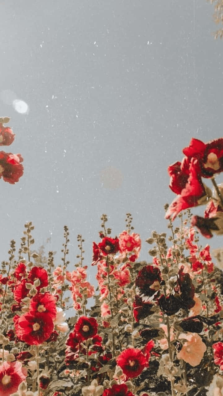 Aesthetic Floral 桌布 壁紙 — 鮮豔的紅色和粉紅色蜀葵在柔和的灰色天空下綻放，帶有鏡頭光暈和復古底片顆粒。