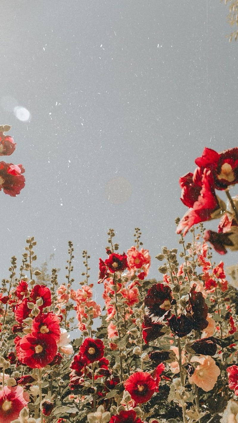 Flowers 桌布 壁紙 — 鮮豔的紅色和粉紅色蜀葵在柔和的灰色天空下綻放，帶有鏡頭光暈和復古底片顆粒。